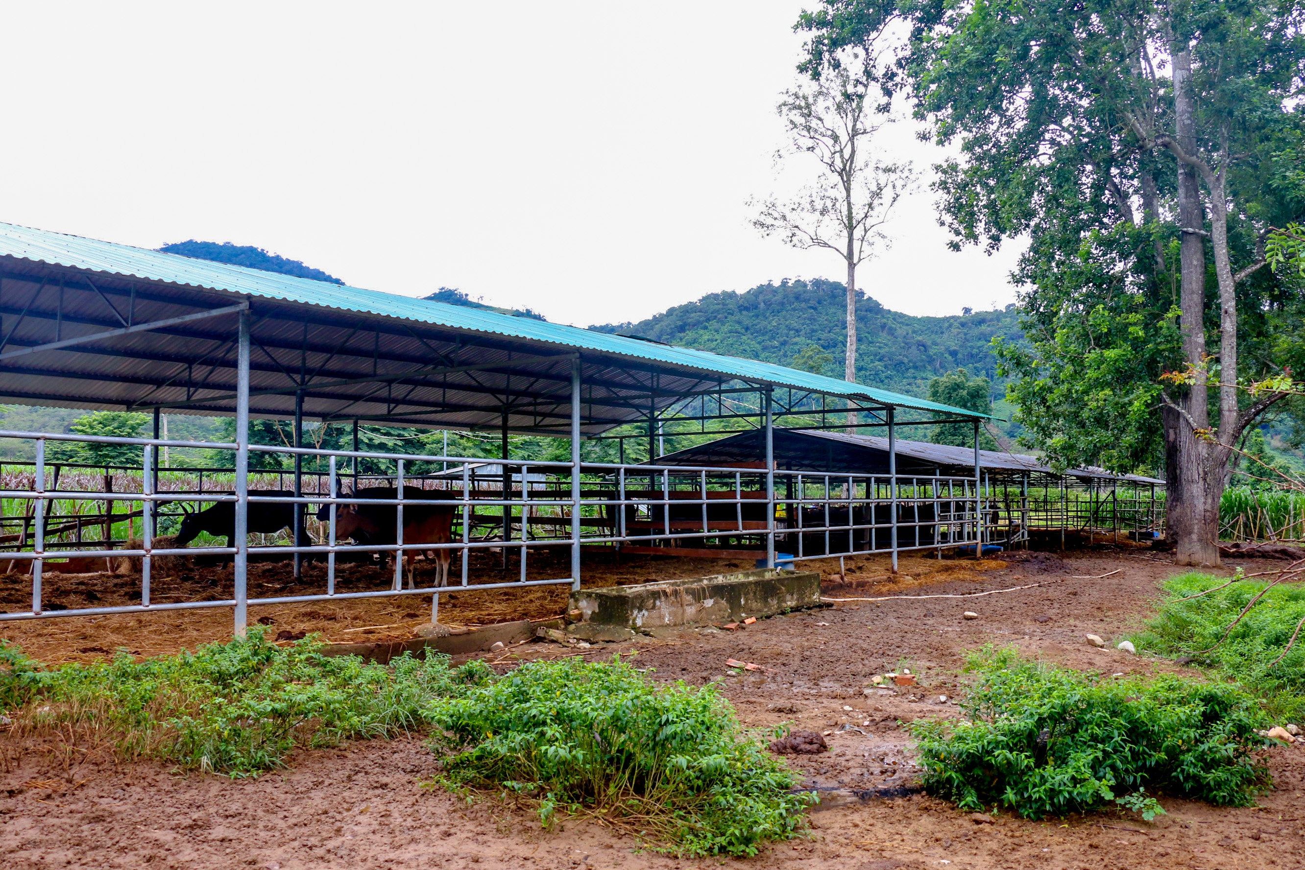 Du an nuoi bo tot lai F1 o Ninh Thuan anh 1