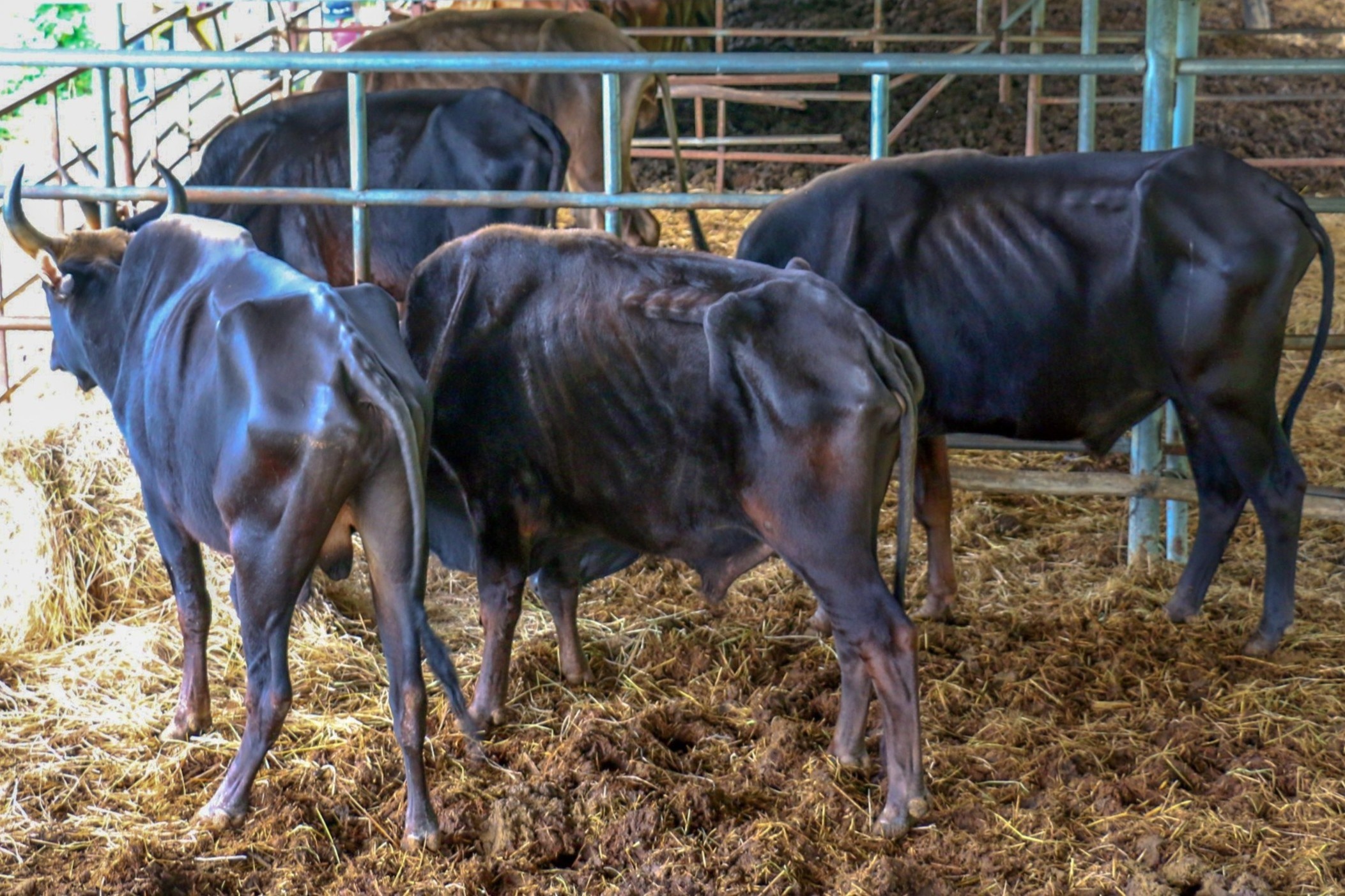 'Hau due' bo tot rung doi an, dung khong vung hinh anh
