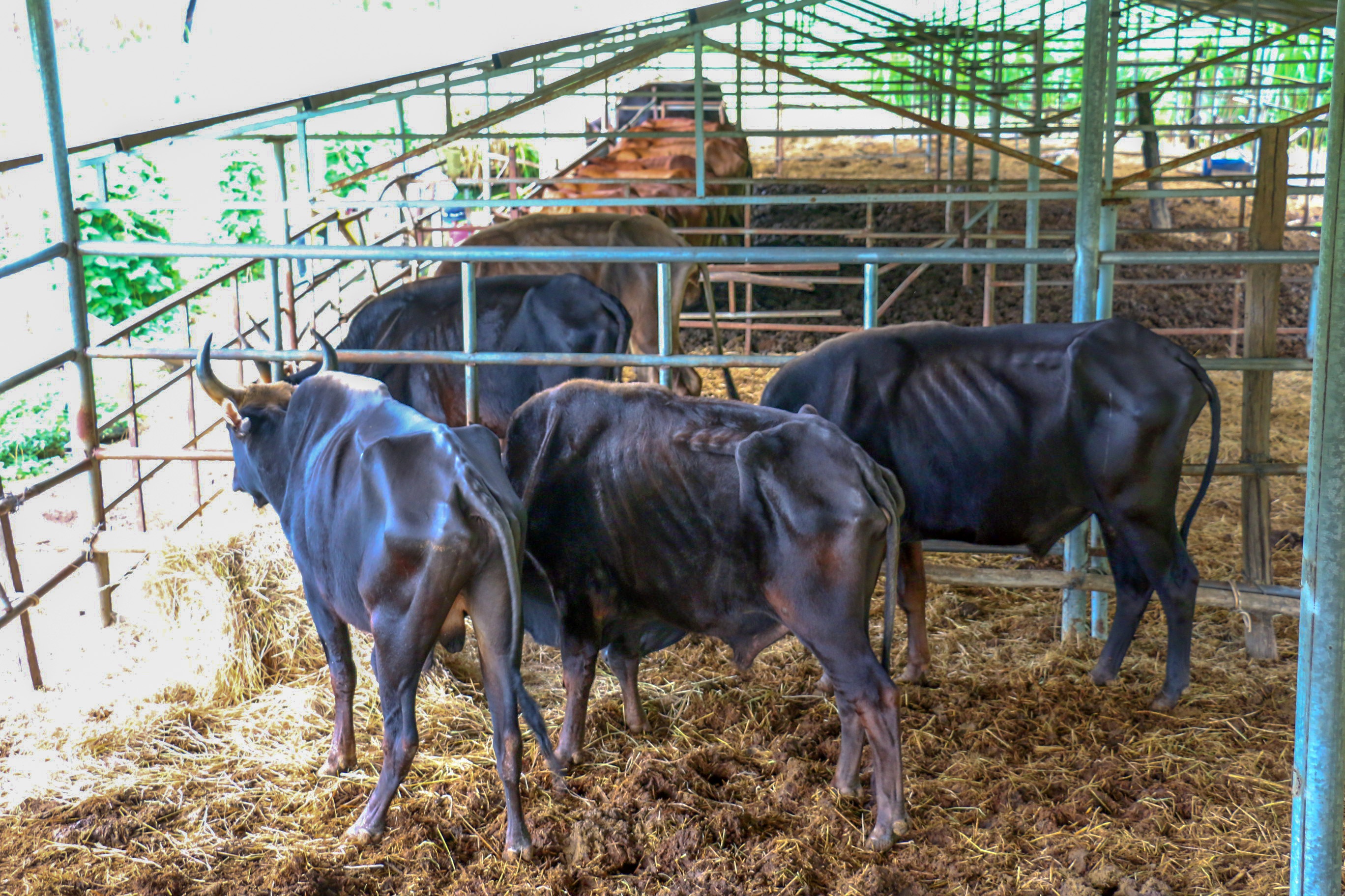 Du an nuoi bo tot lai F1 o Ninh Thuan anh 2