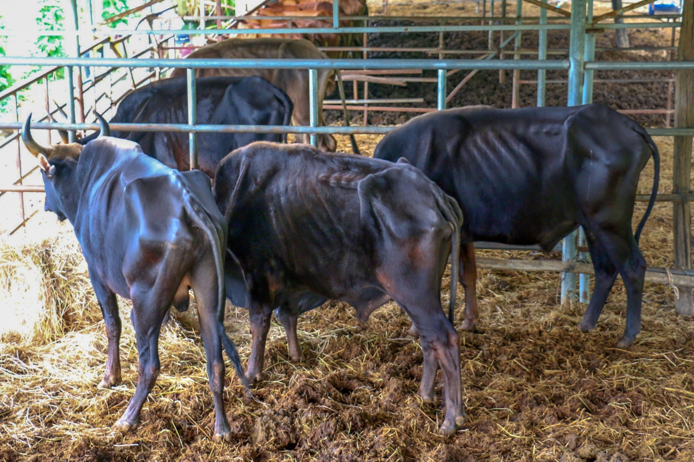 Bo lai bo tot rung o Ninh Thuan anh 1