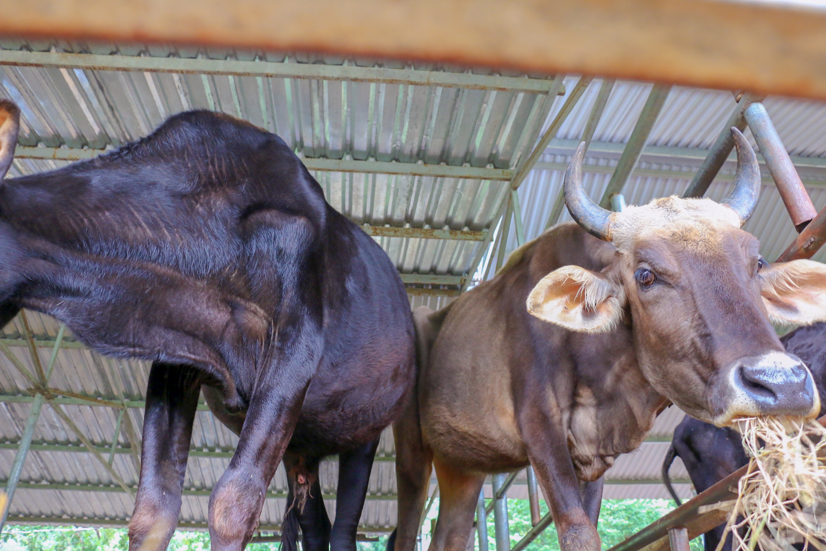 Du an nuoi bo tot lai F1 o Ninh Thuan anh 3