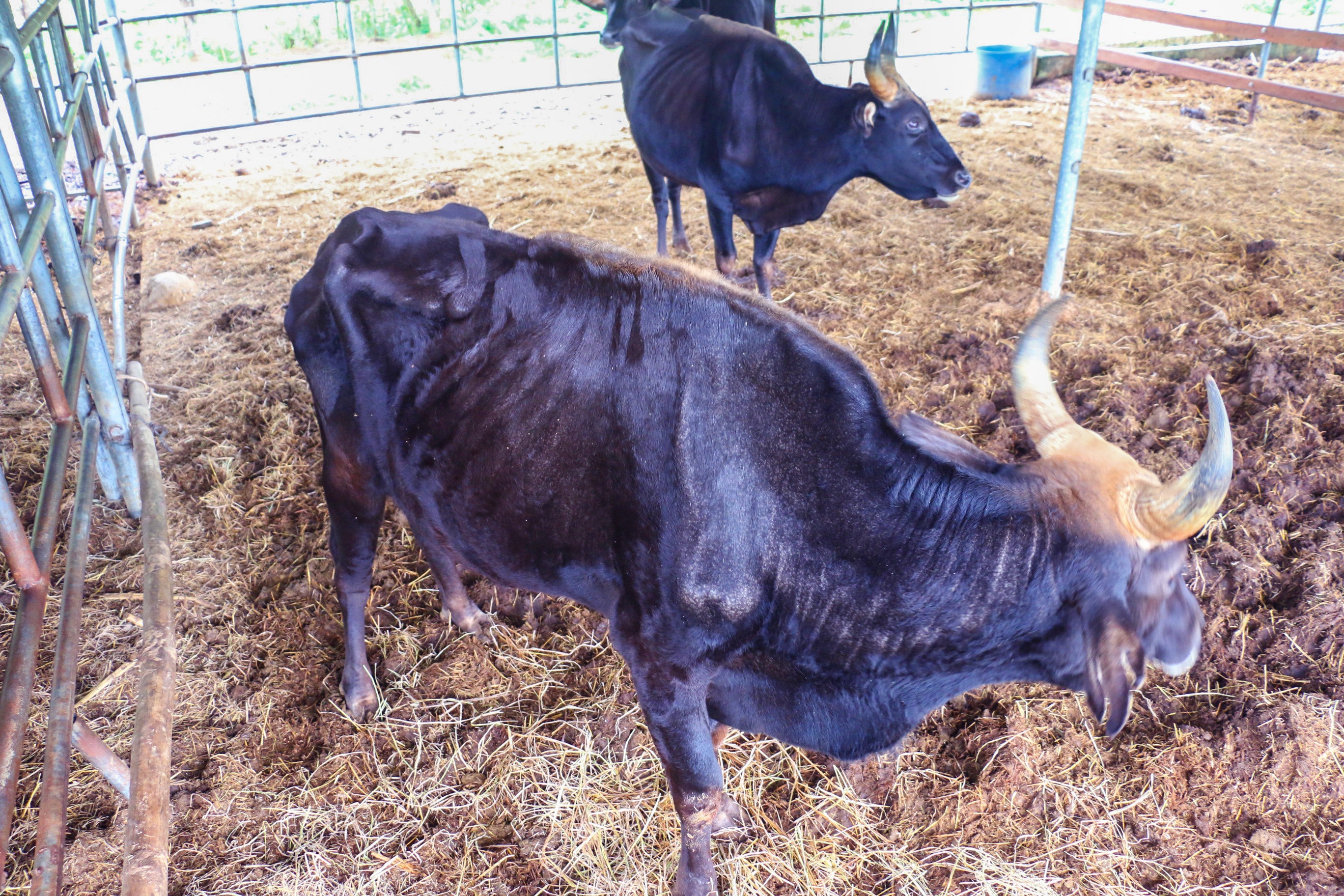 bo tot lai F1 o Ninh Thuan bi bo doi anh 1