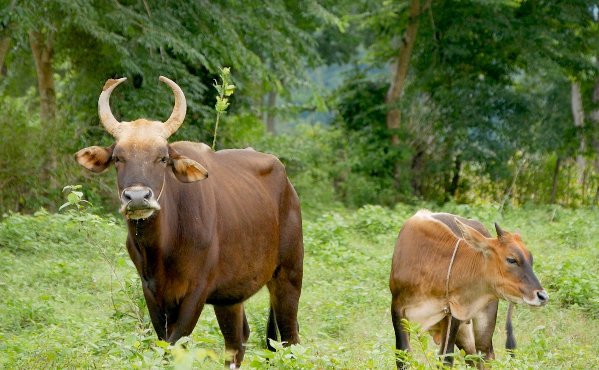 Don vi nghien cuu bao cao gi ve du an 'hau due' bo tot? hinh anh