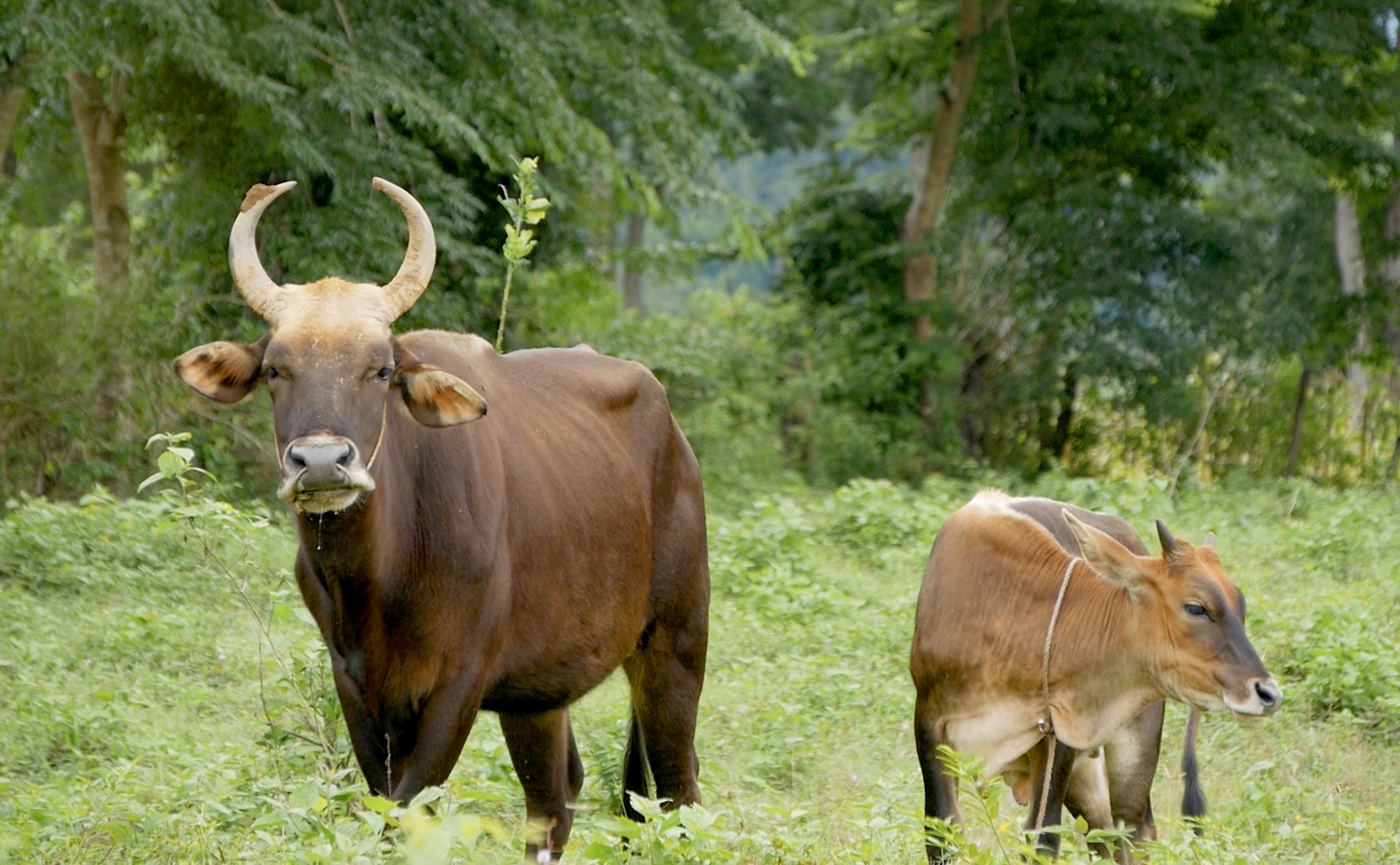 bo tot lai F1 o Ninh Thuan bi bo doi anh 2