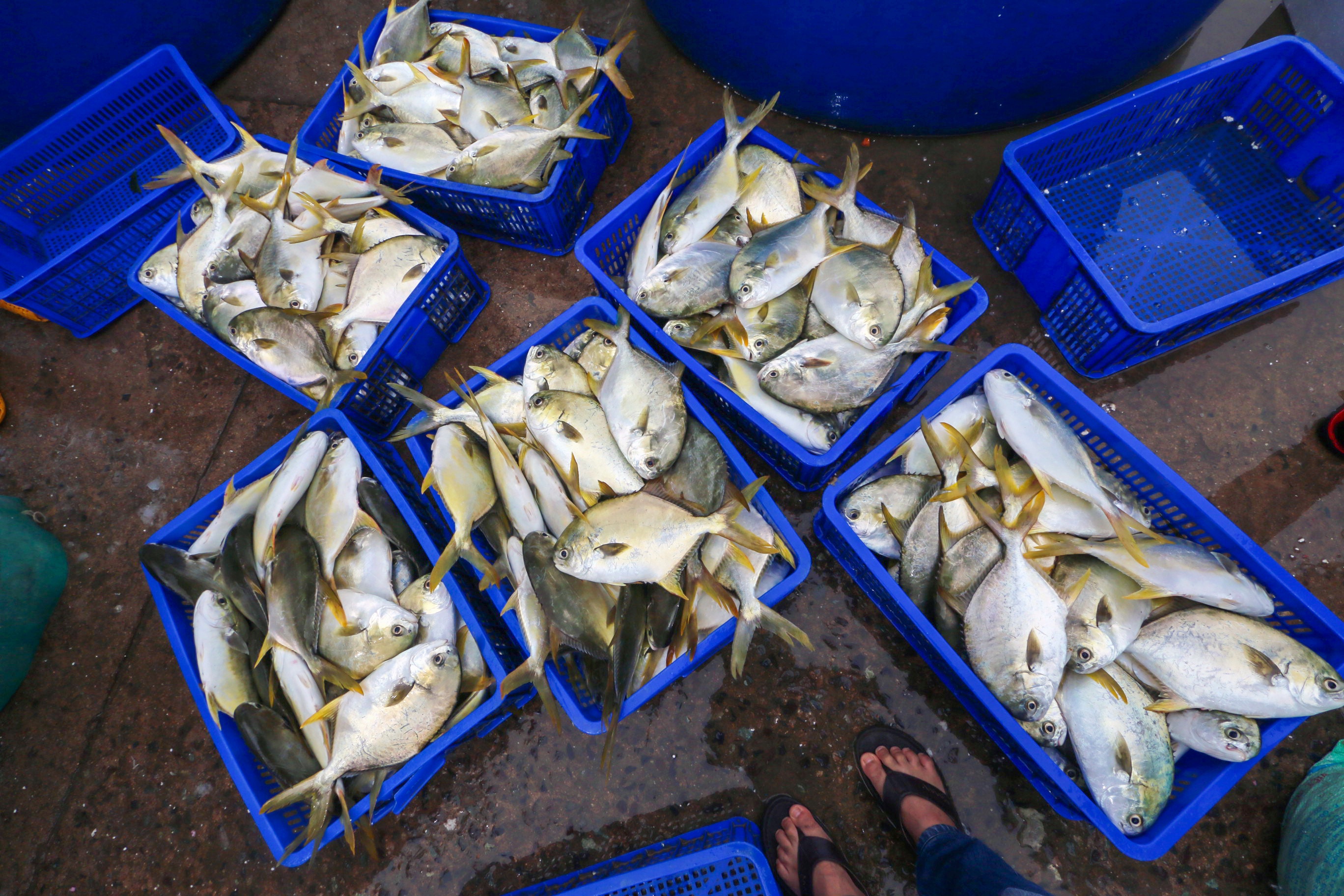 Ngu dan ban thao tom,  ca chay bao so 9 anh 2