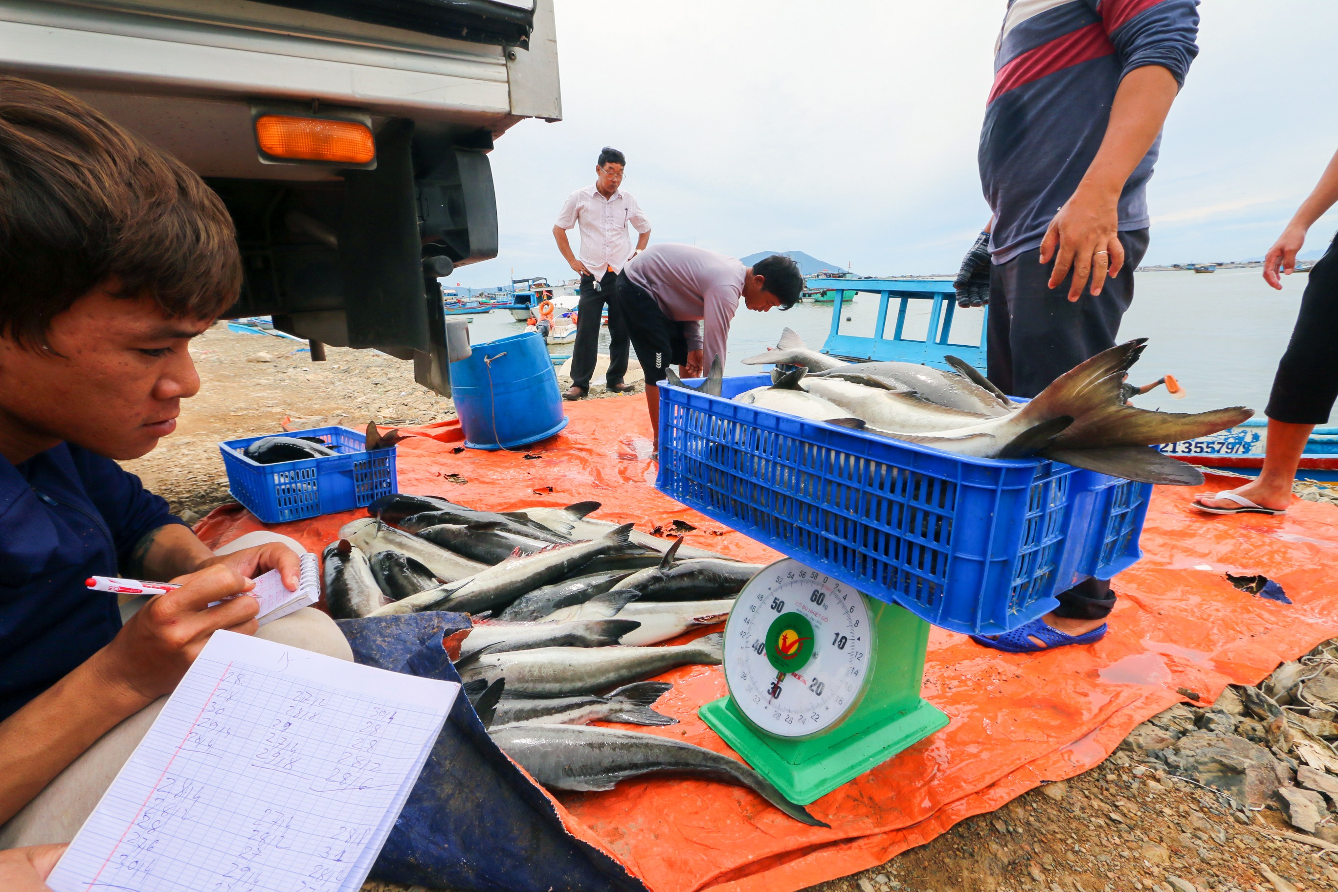 Ngu dan ban thao tom,  ca chay bao so 9 anh 4