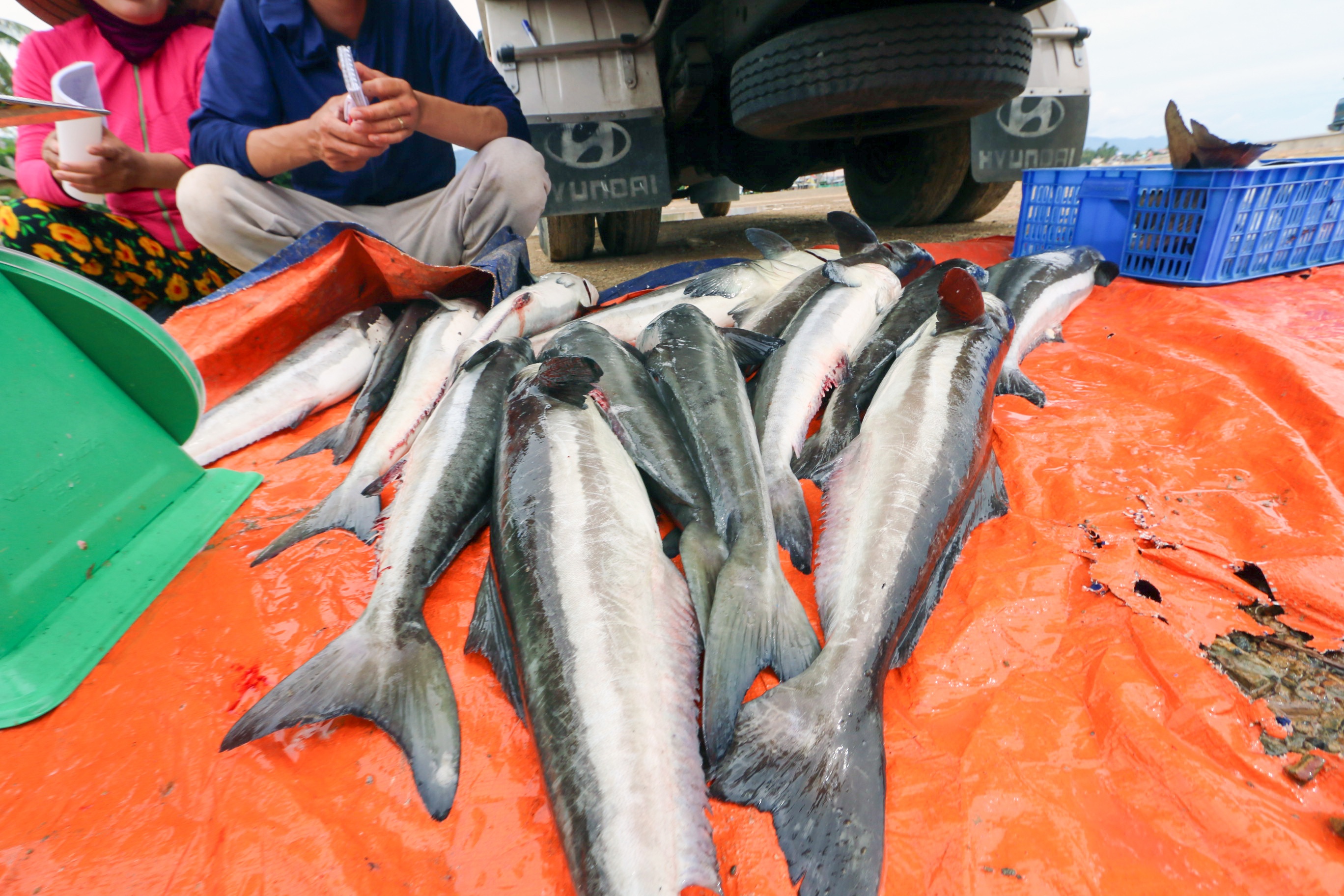 Ngu dan ban thao tom,  ca chay bao so 9 anh 6