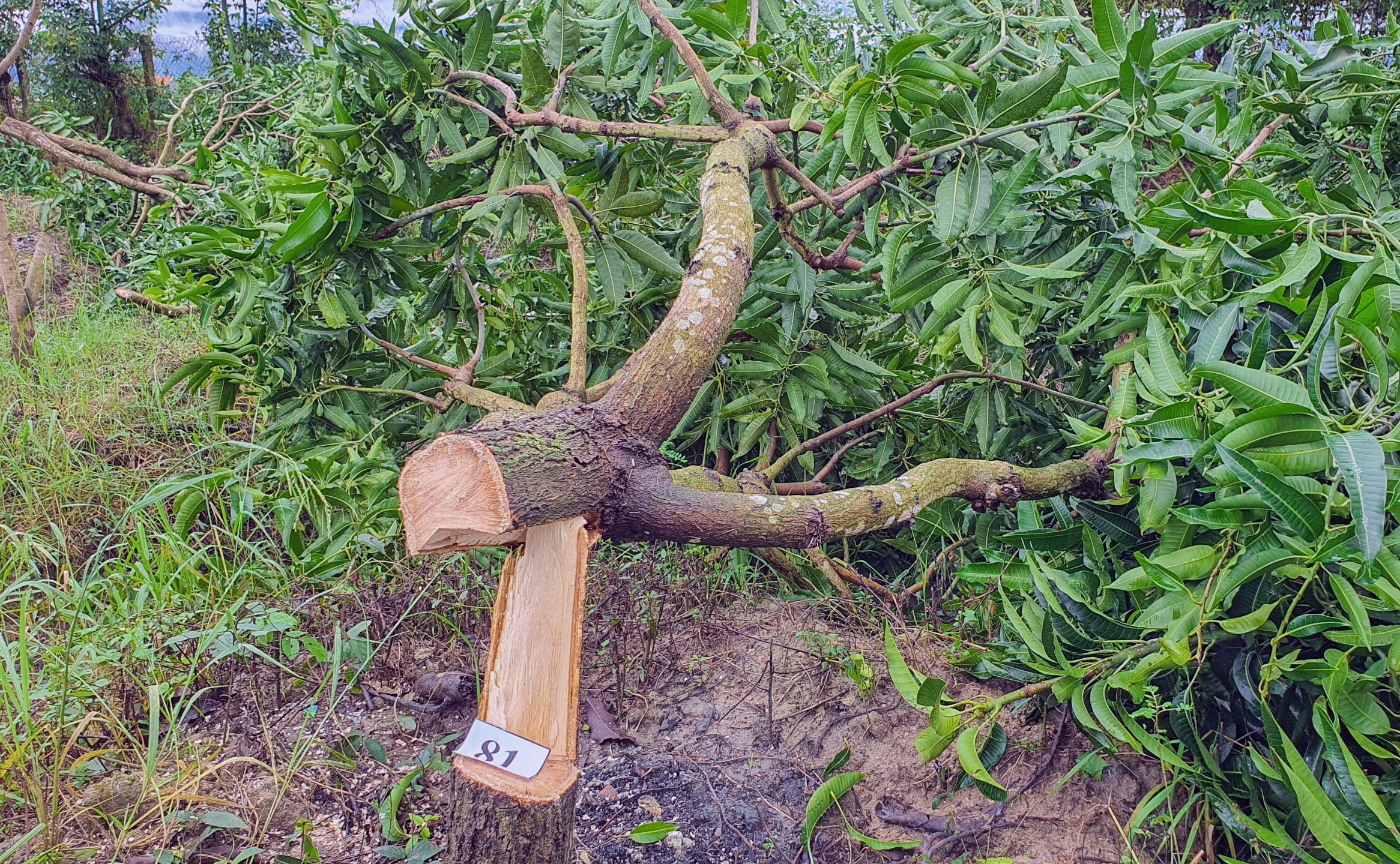 Gan 100 goc xoai bi don ha trong dem hinh anh