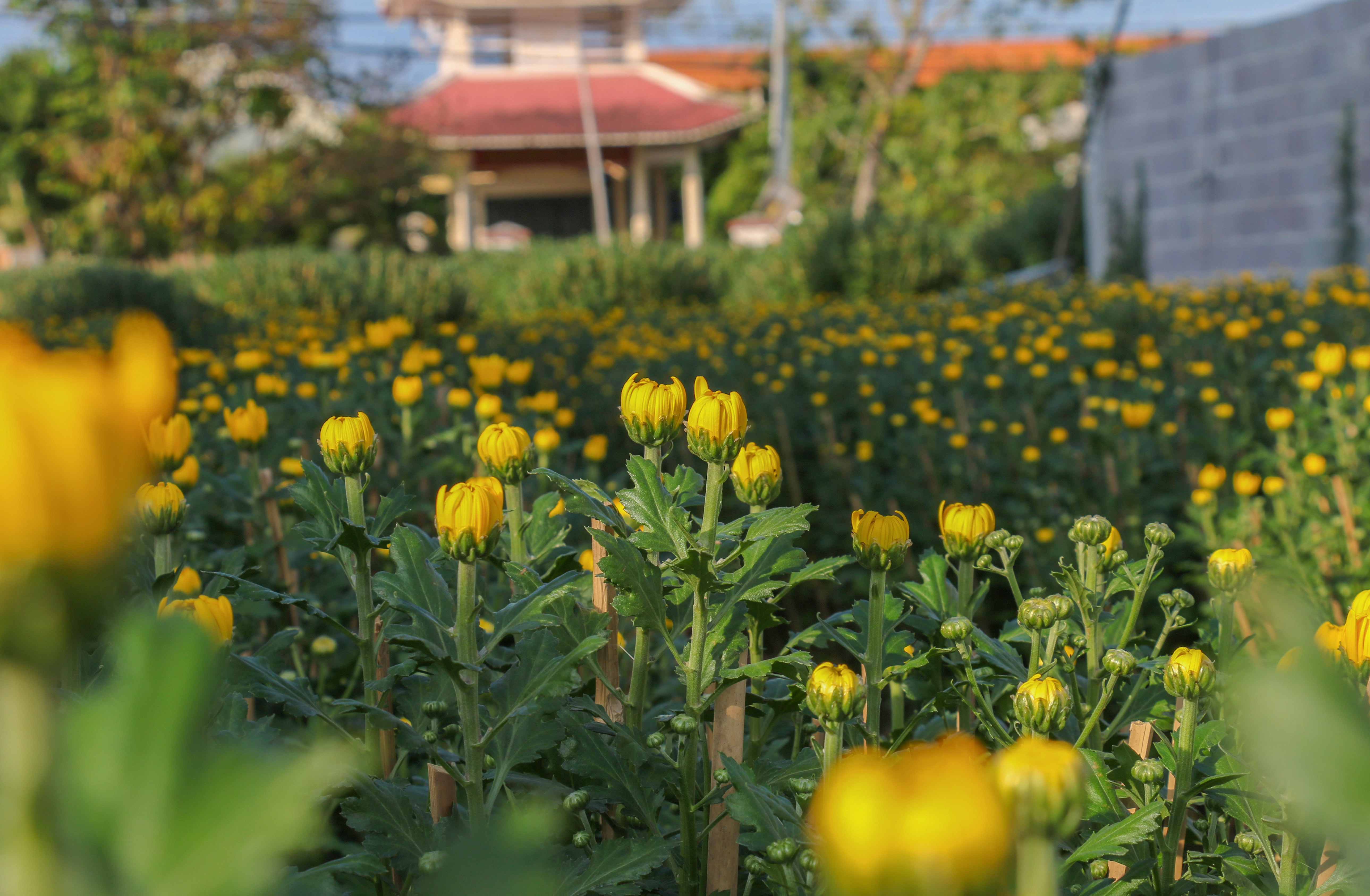 Gia ca dip Tet Tan Suu anh 3