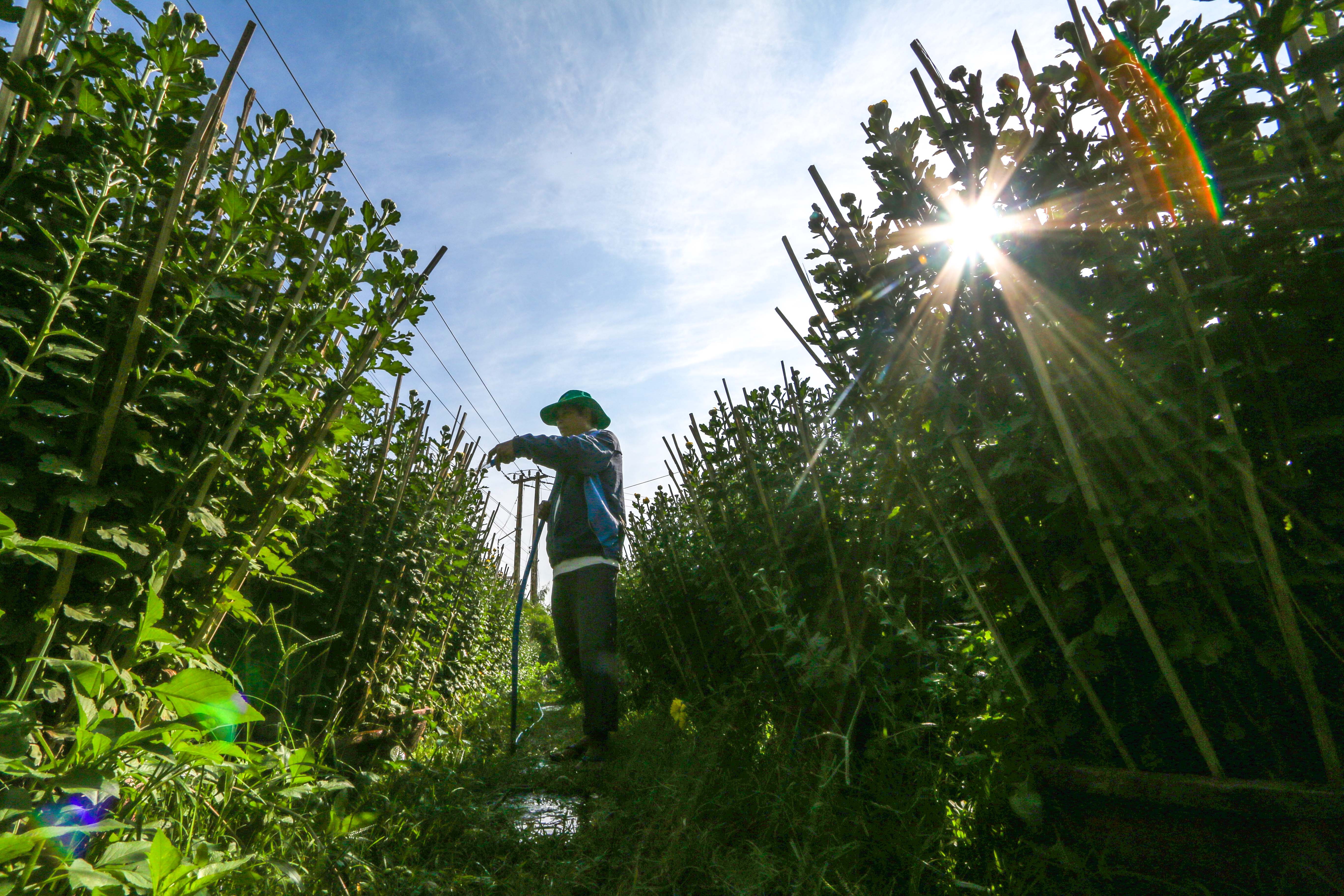 Gia ca dip Tet Tan Suu anh 2