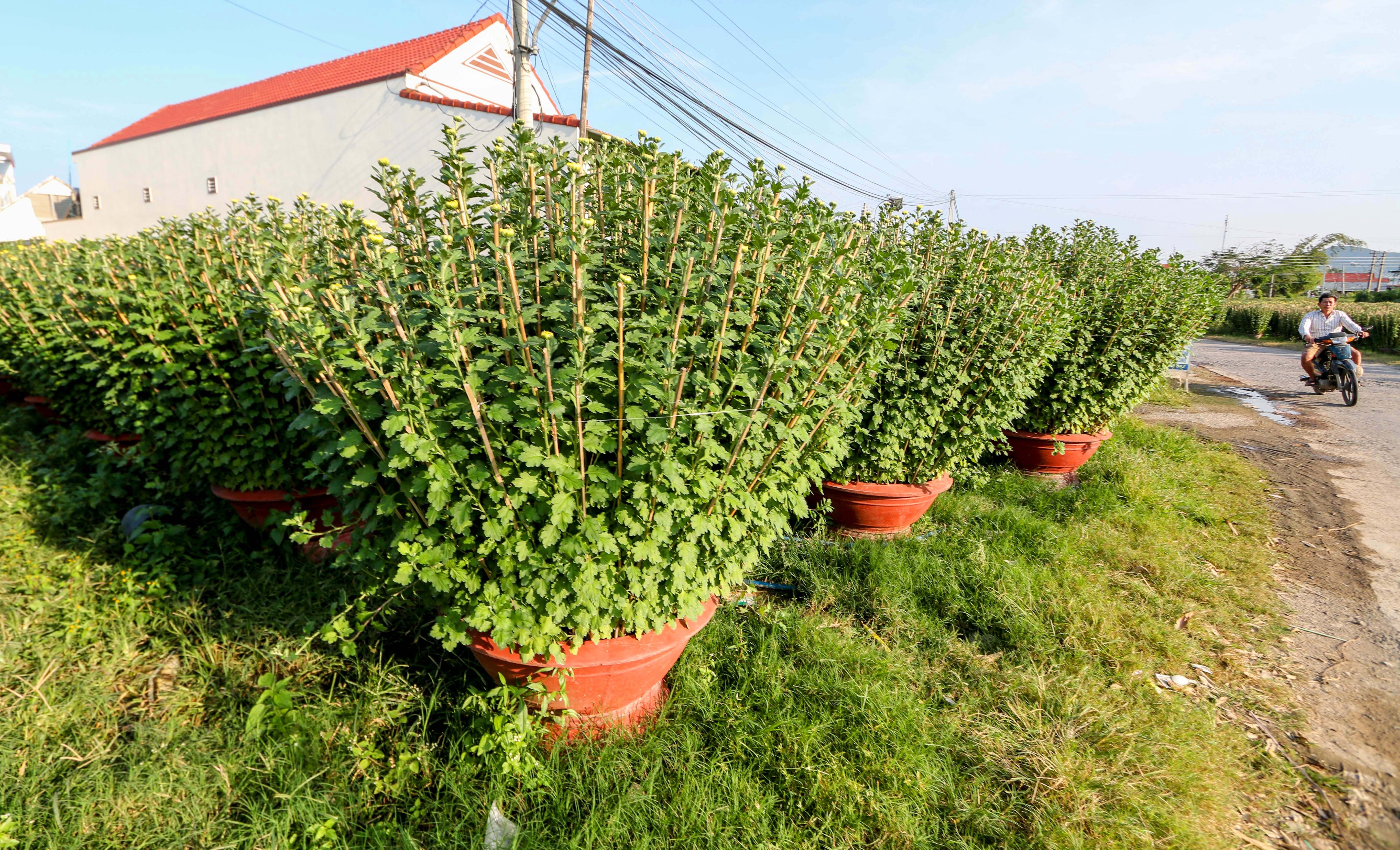 Gia ca dip Tet Tan Suu anh 7