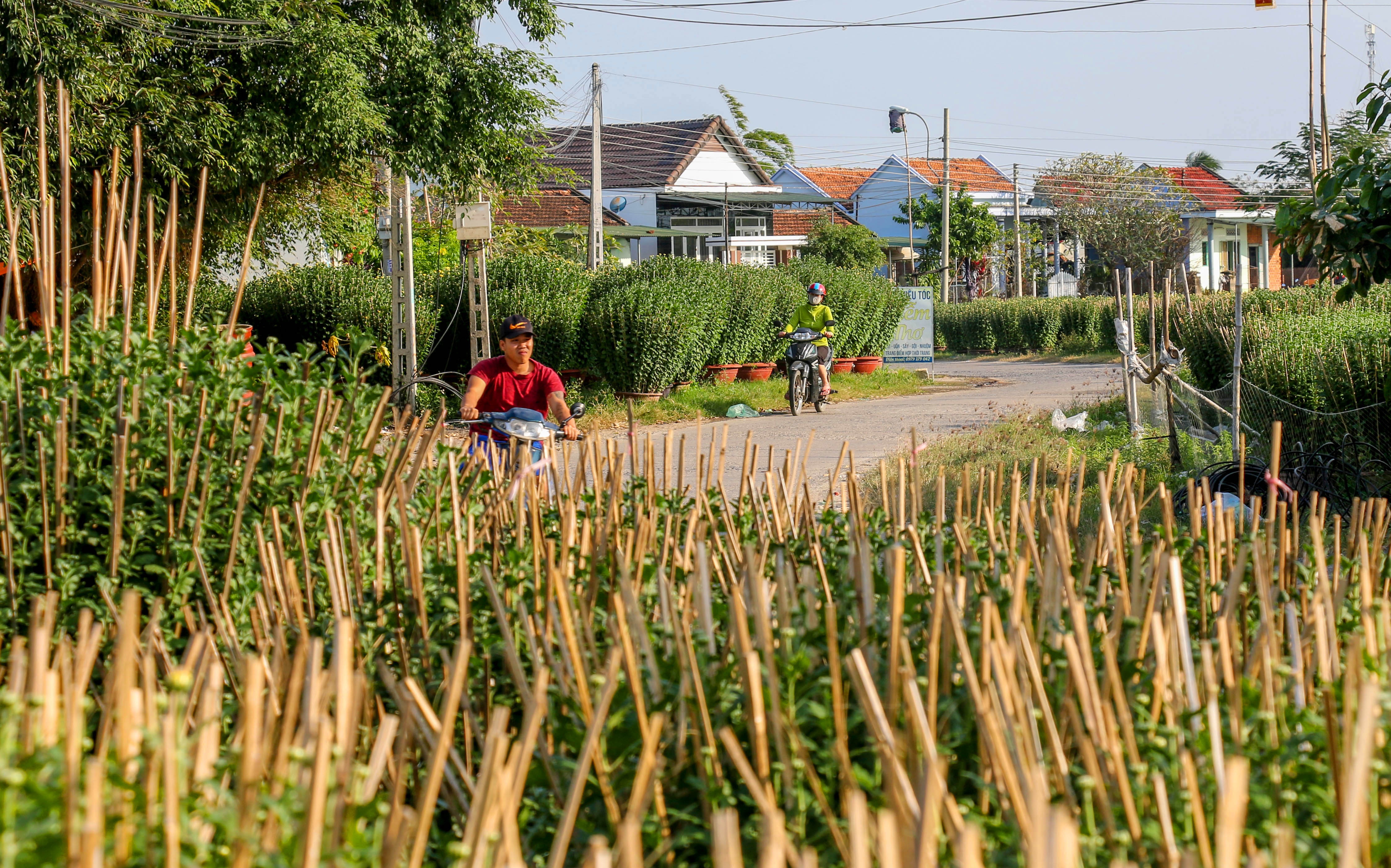 Gia ca dip Tet Tan Suu anh 1