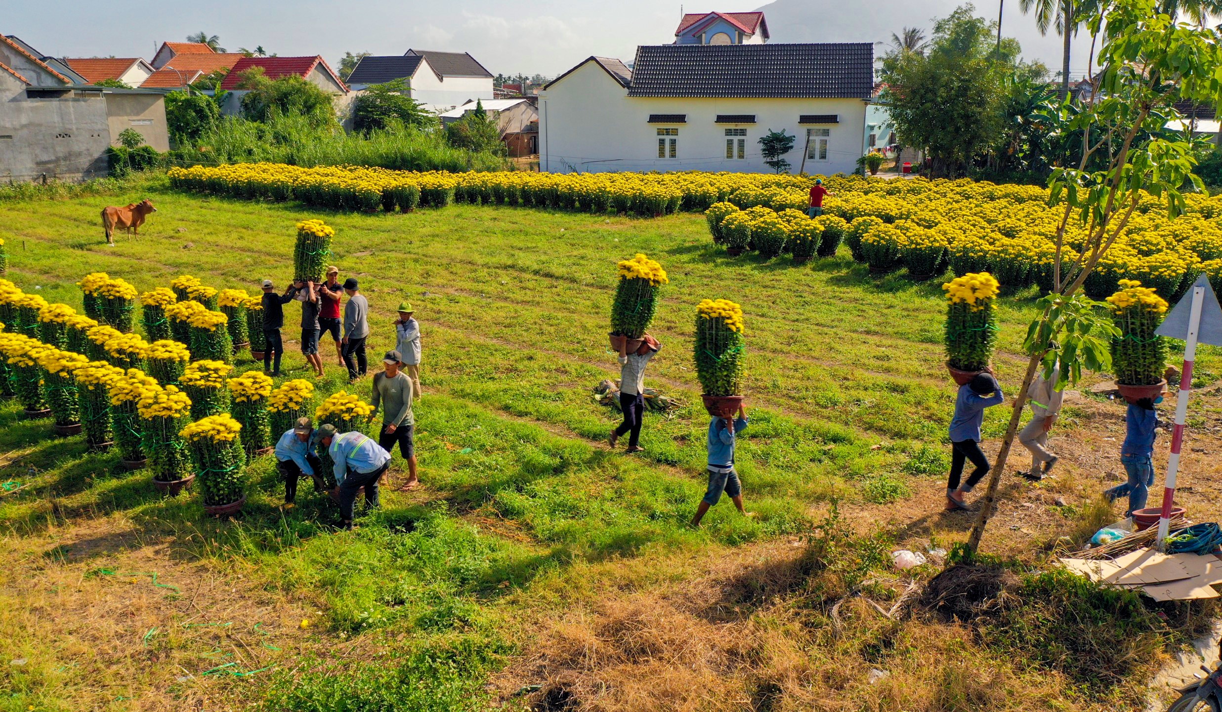Tet o 'thu phu hoa cuc' Nam Trung Bo hinh anh