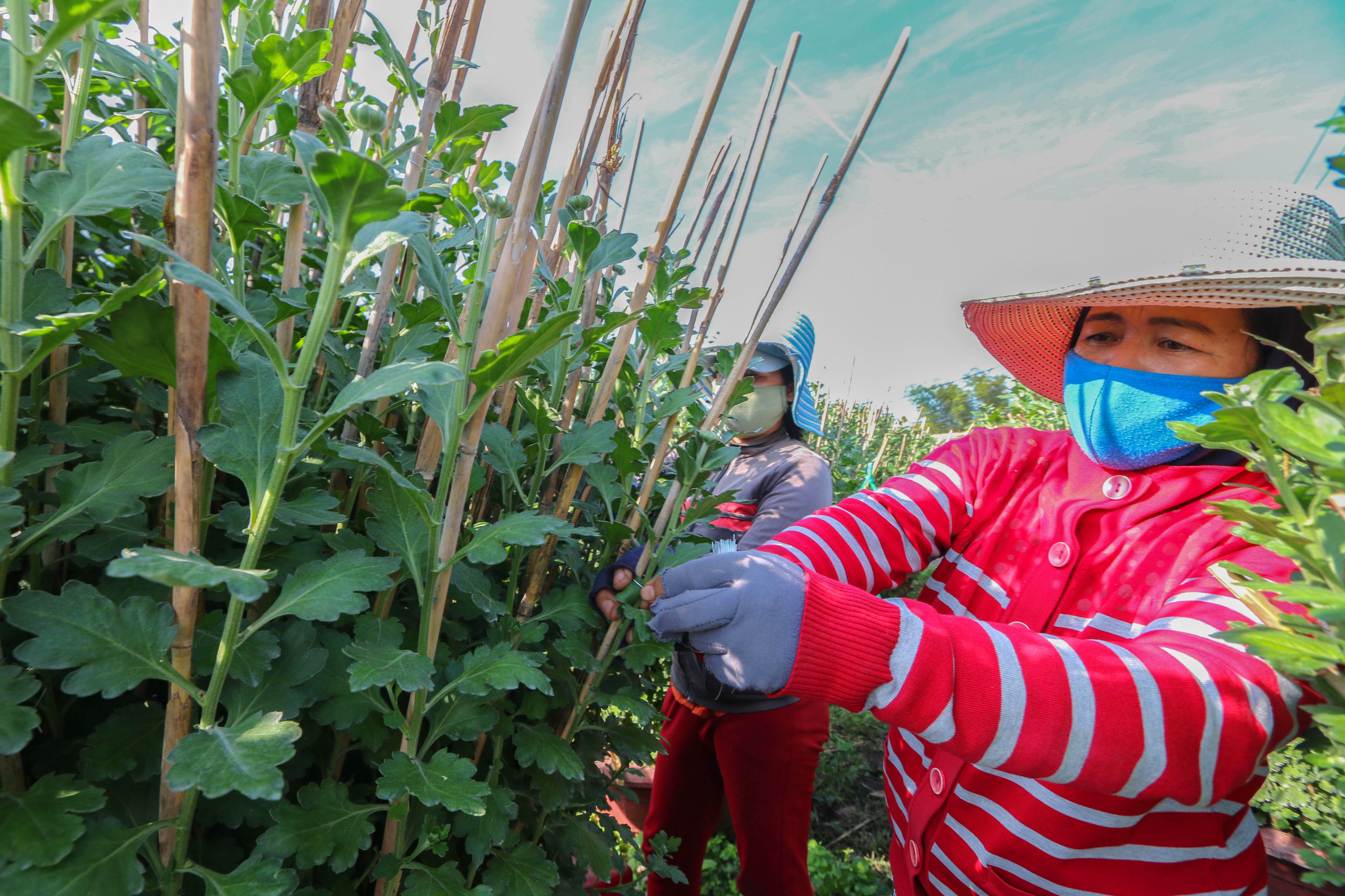 Gia ca dip Tet Tan Suu anh 5