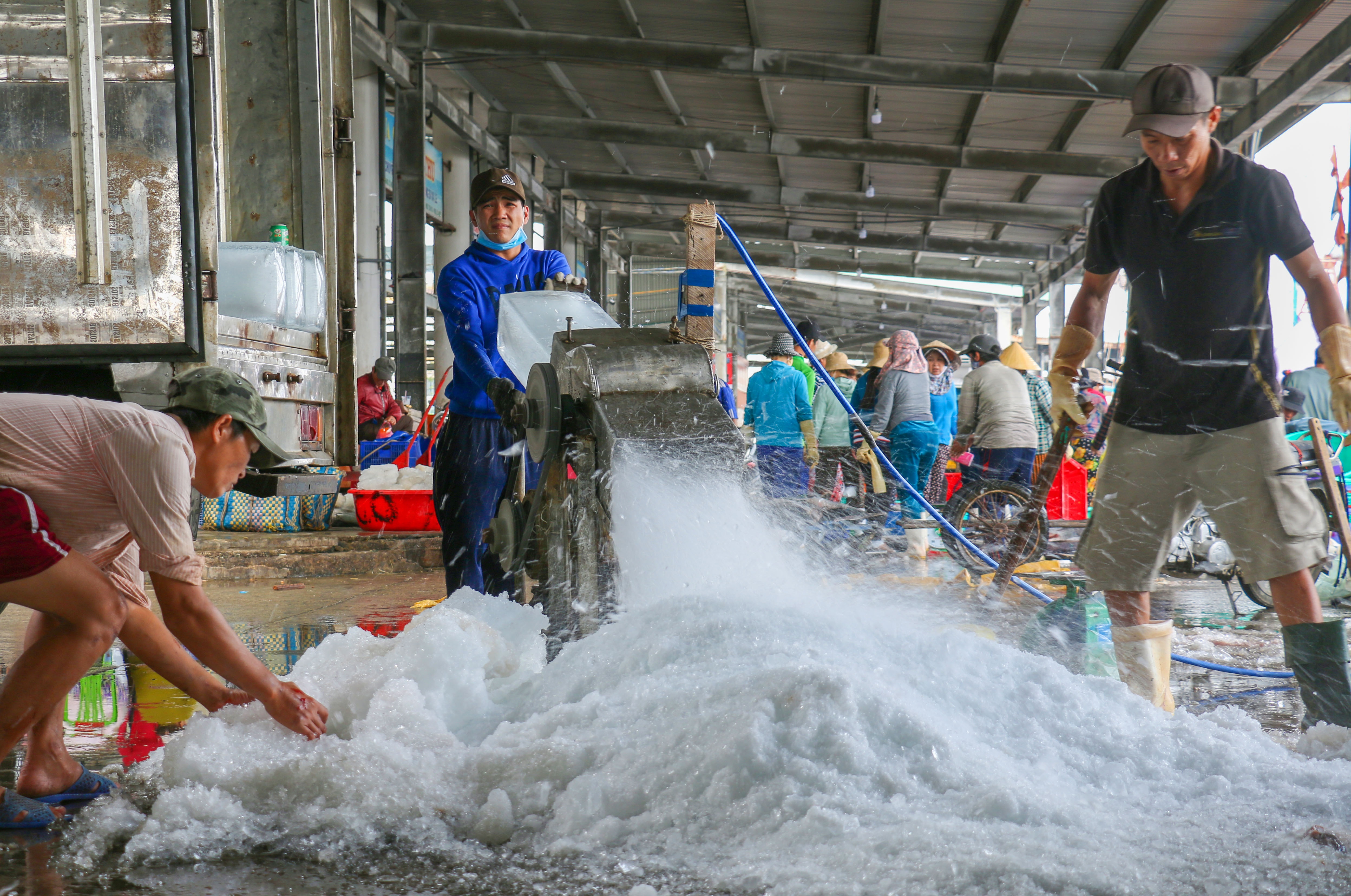 Trung dam ca ngu dai duong anh 11