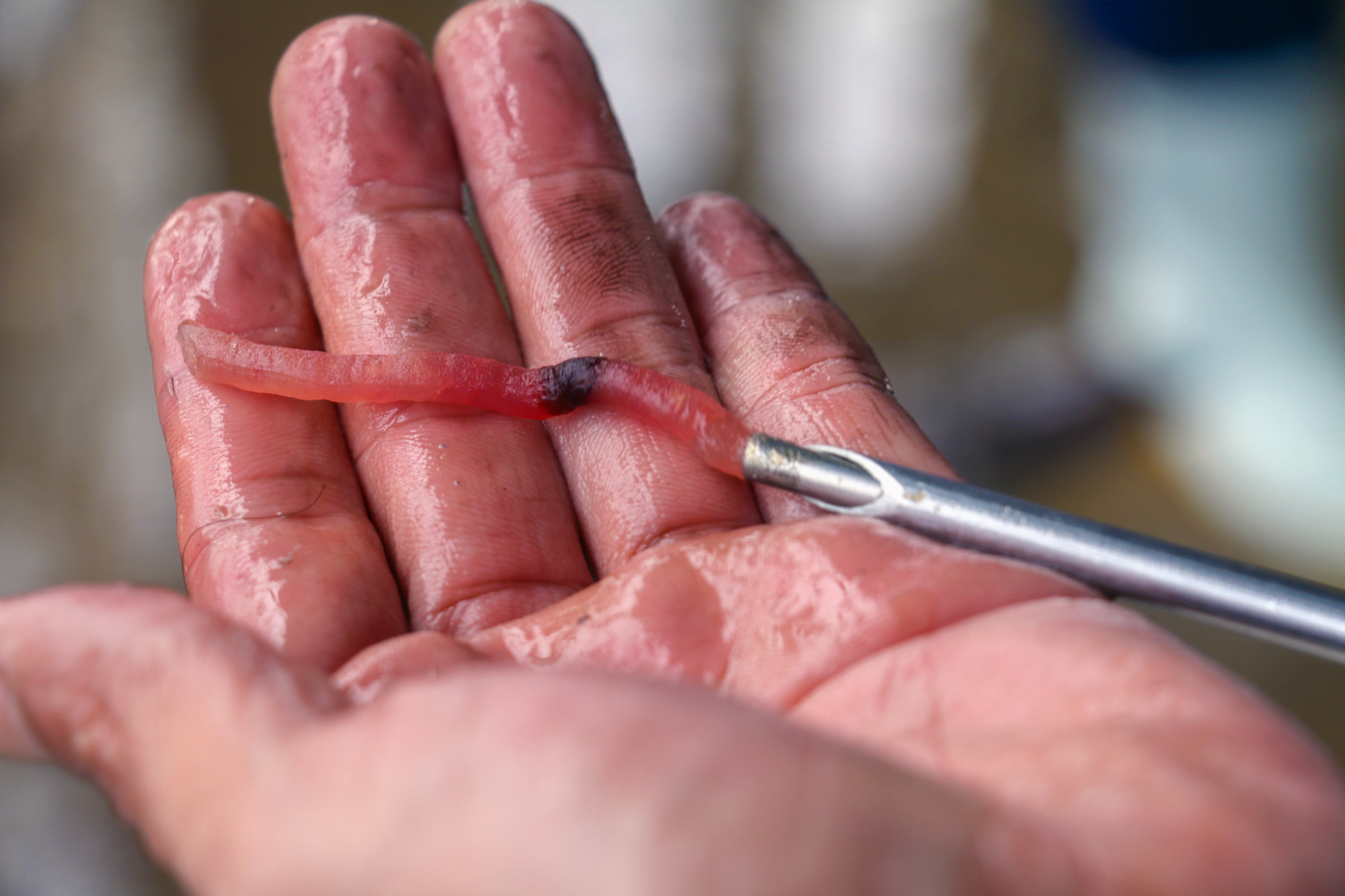 Trung dam ca ngu dai duong anh 7