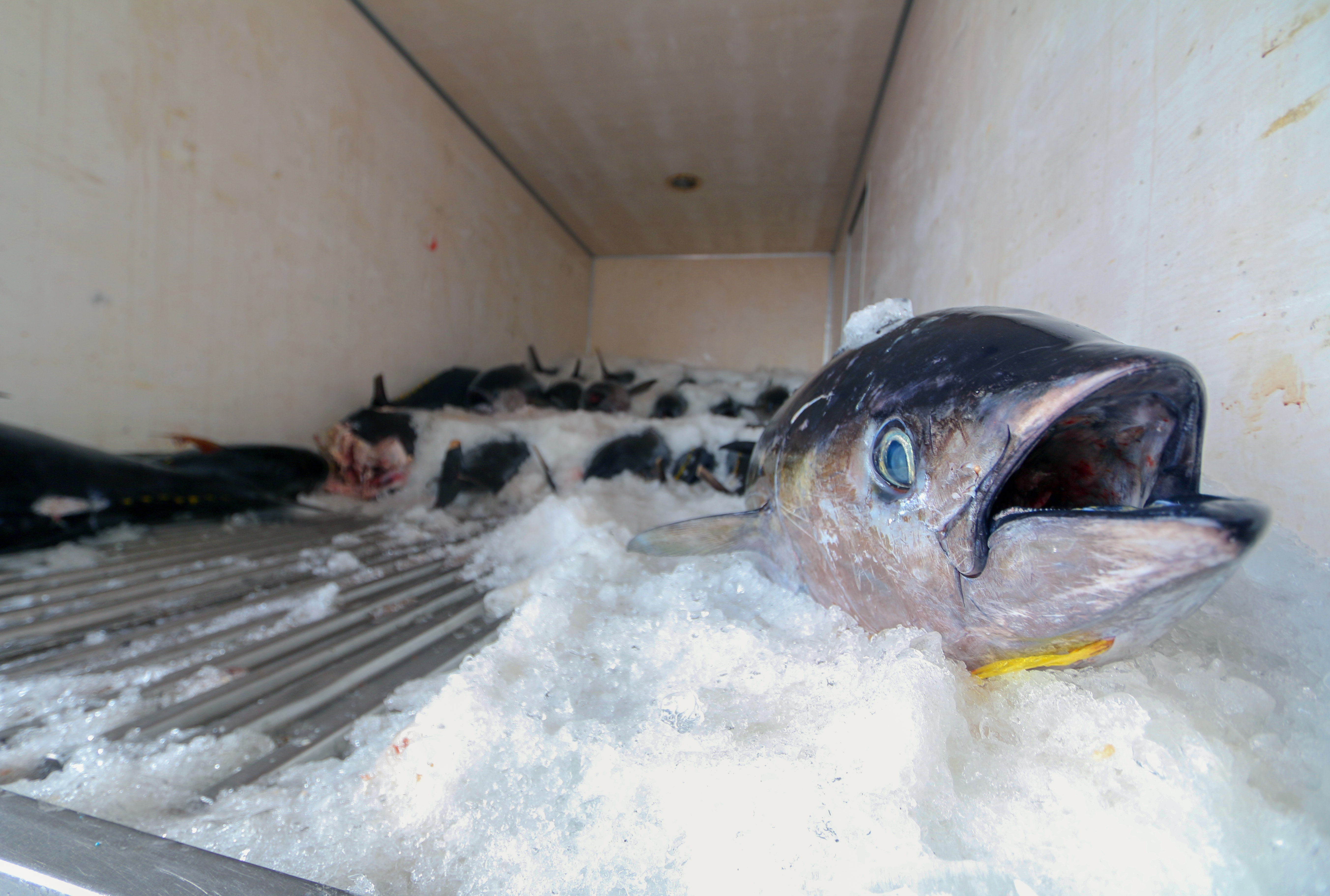 Trung dam ca ngu dai duong anh 8