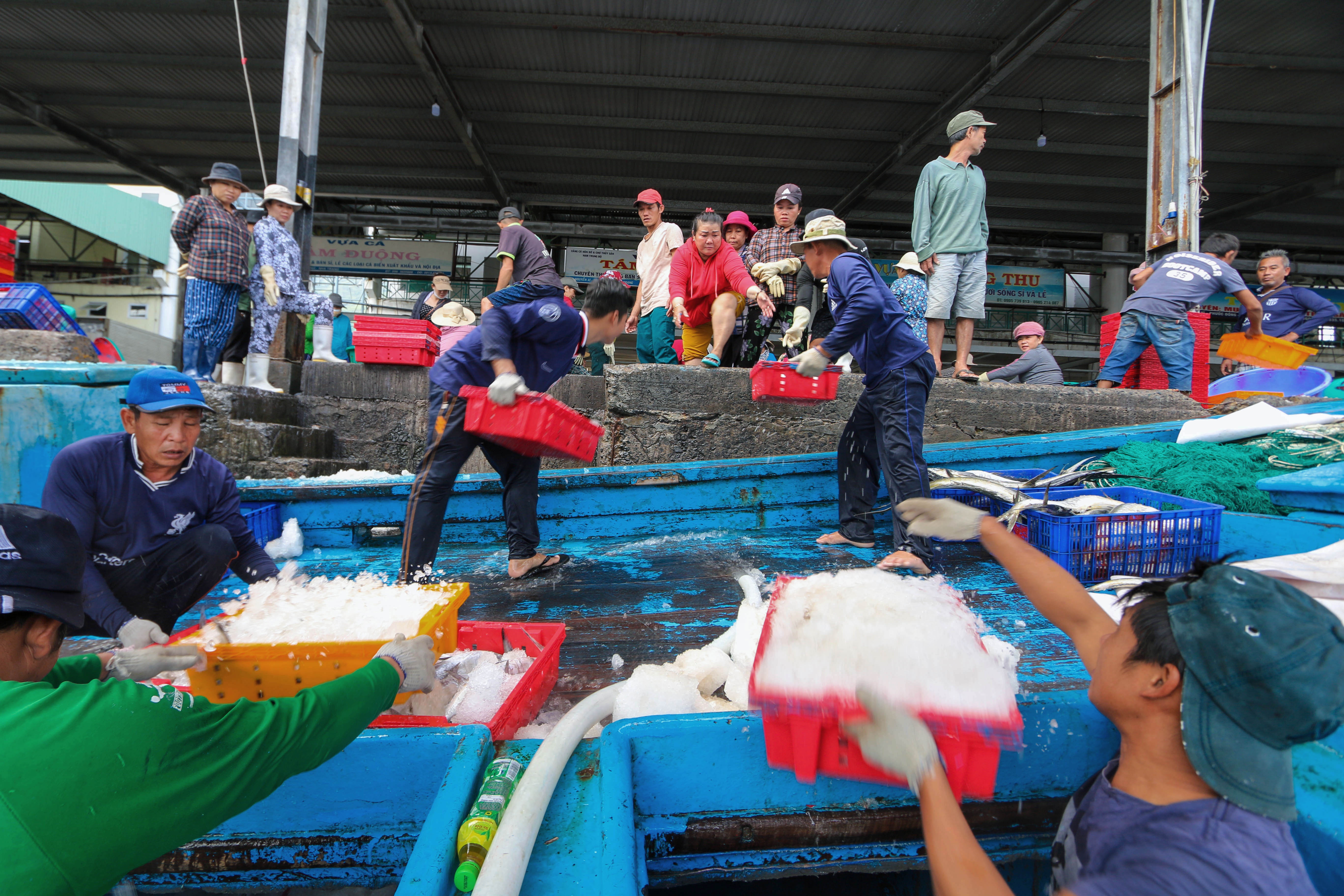 Trung dam ca ngu dai duong anh 10
