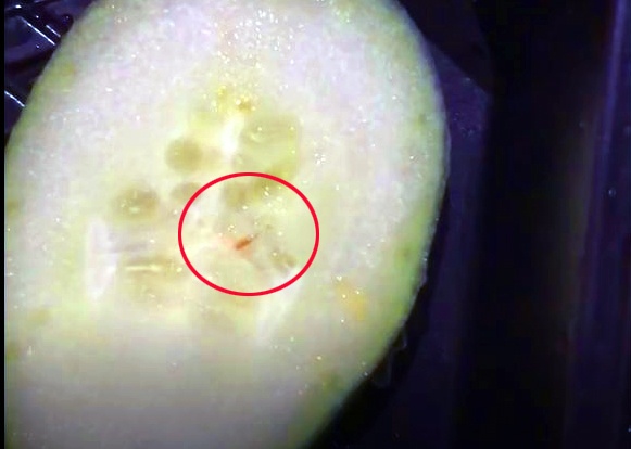 khach to thuc an co doi o khach san Nha Trang anh 3