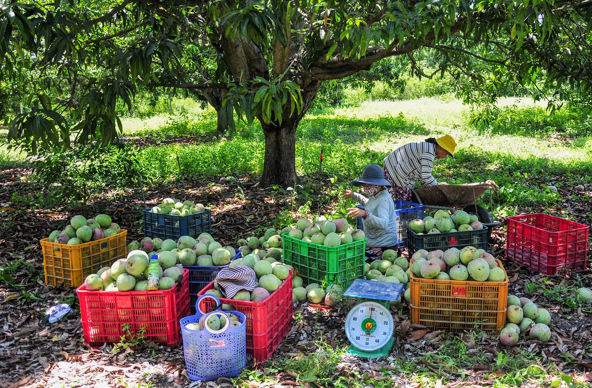 Xoai mat gia,  chi rung day goc o Khanh Hoa anh 1