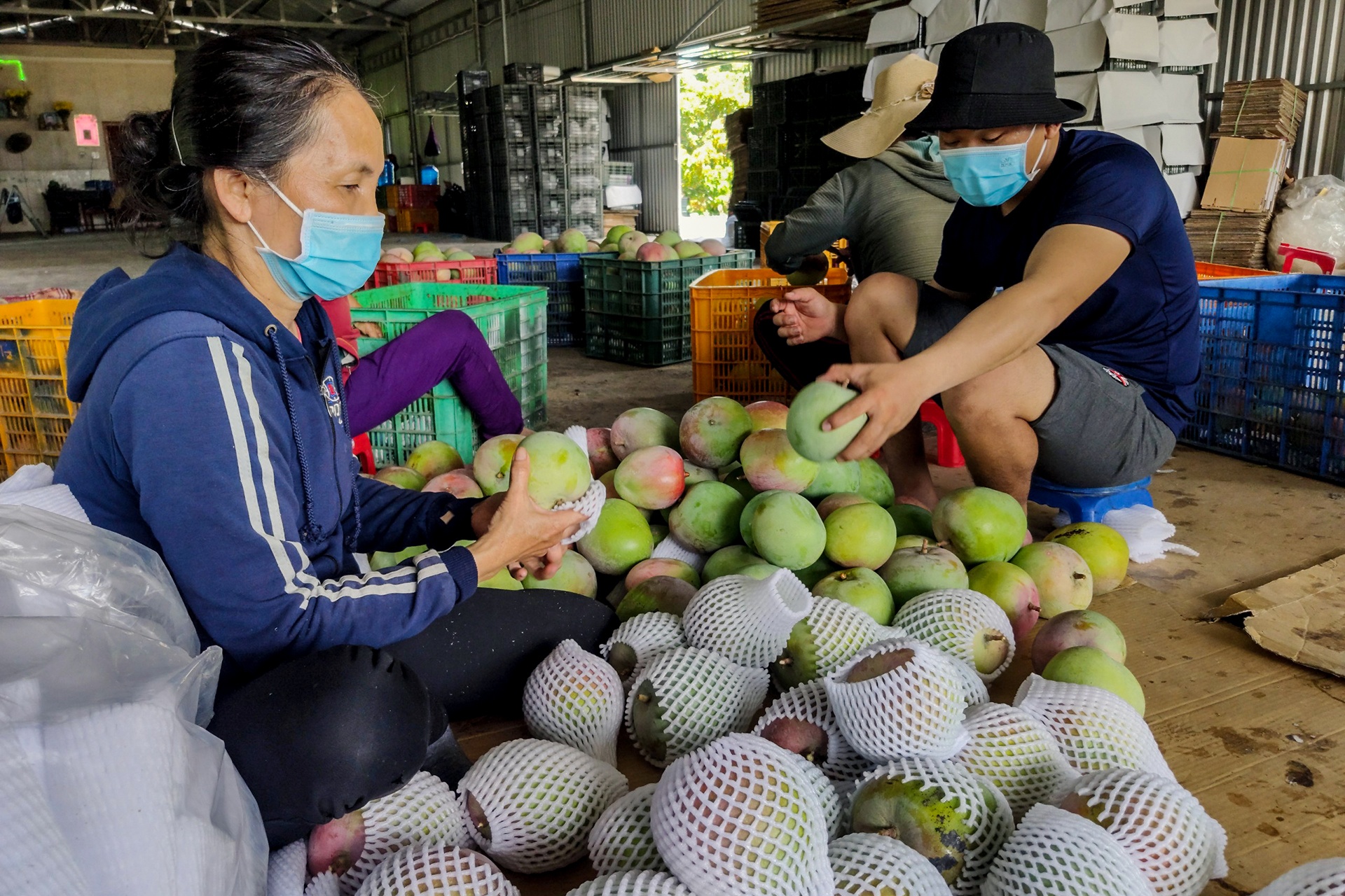 Xoai mat gia,  chi rung day goc o Khanh Hoa anh 8
