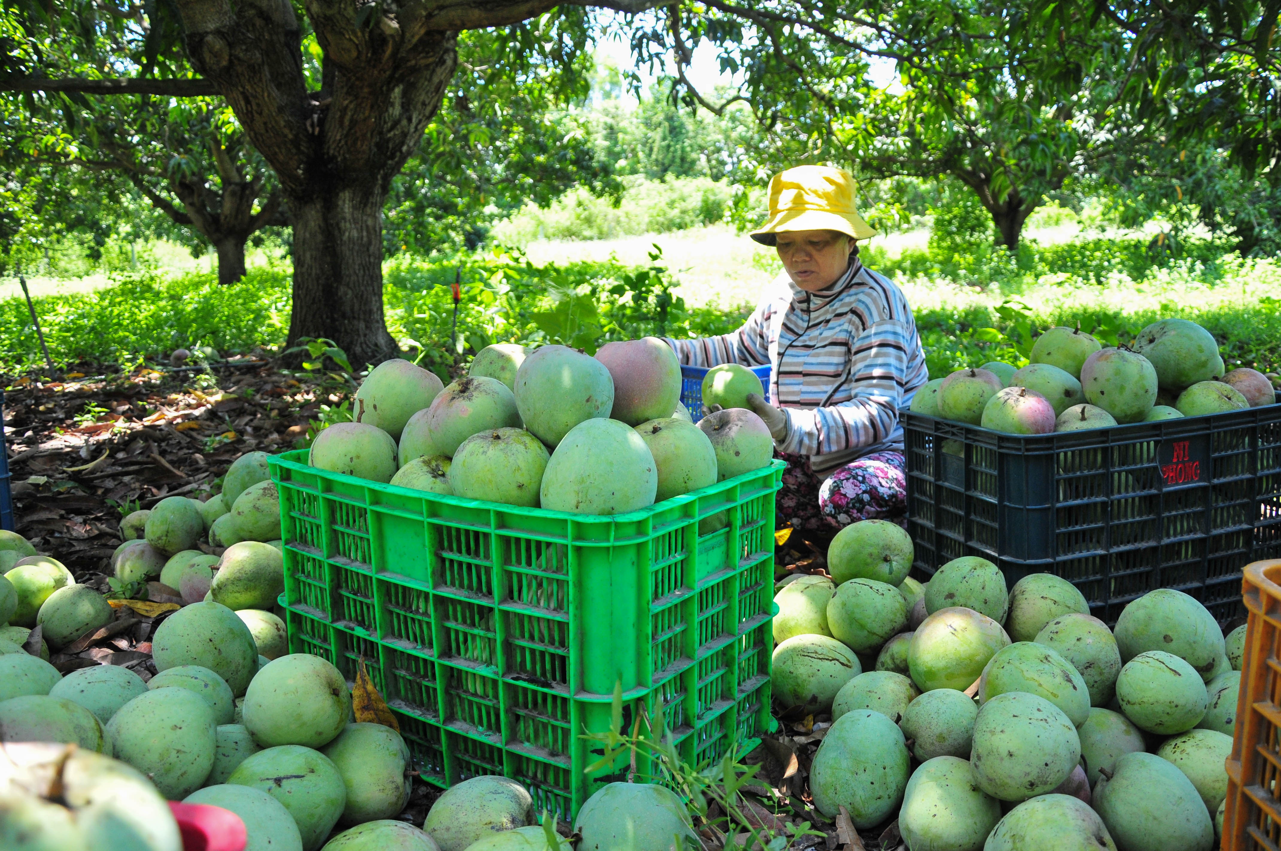 Xoai mat gia,  chi rung day goc o Khanh Hoa anh 7