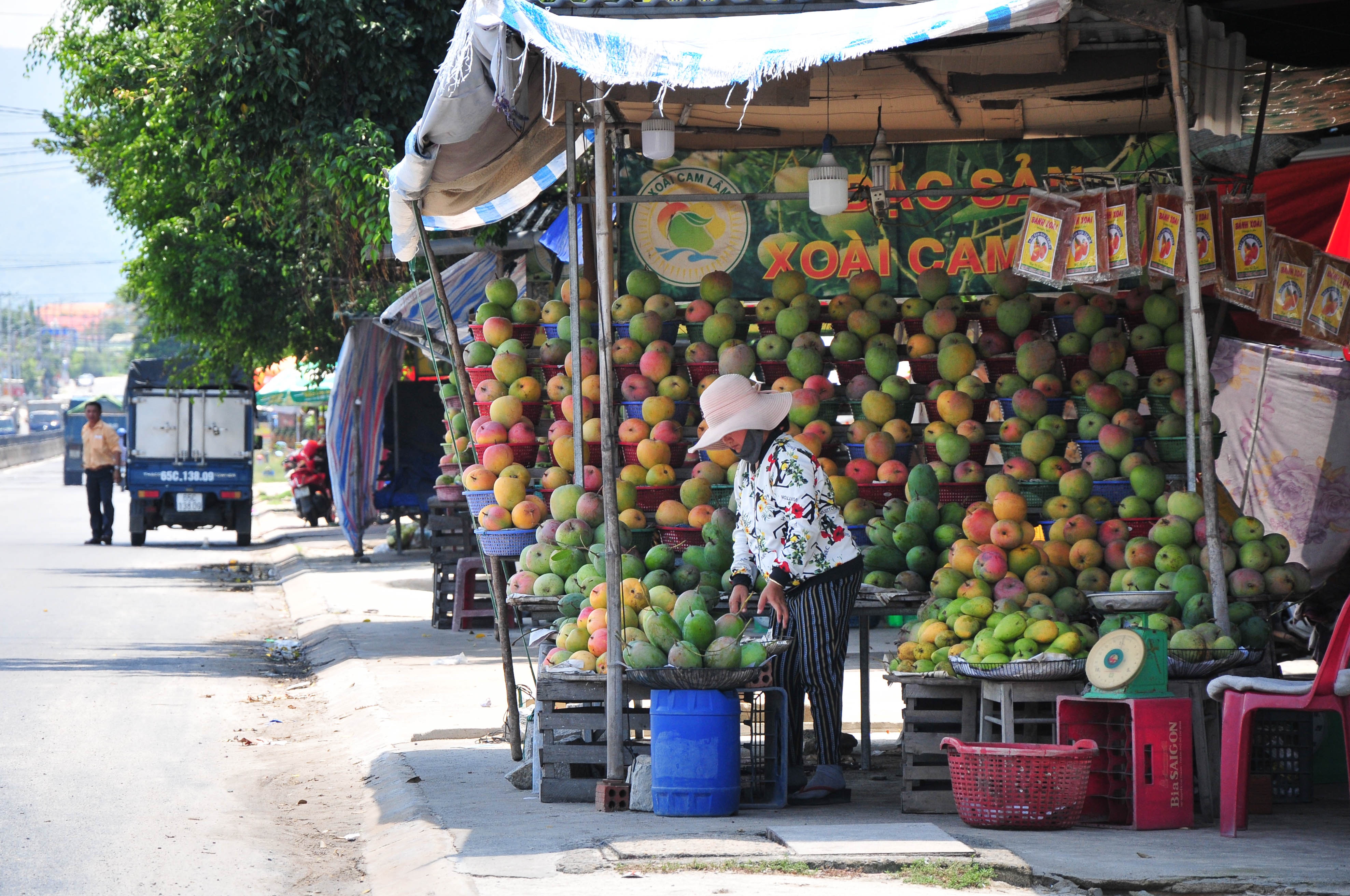 Xoai mat gia,  chi rung day goc o Khanh Hoa anh 9