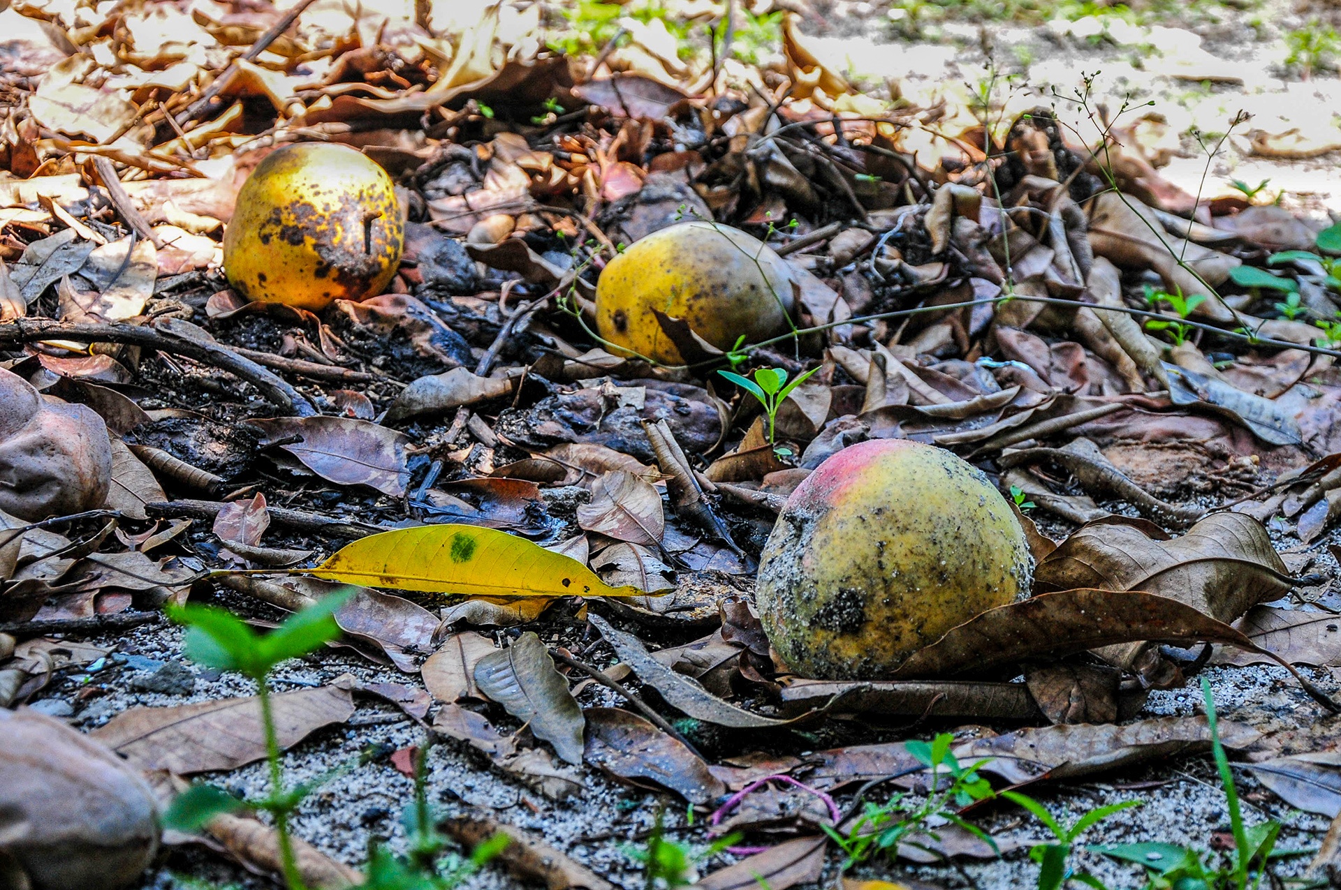 Gia xoai Uc rot tham, chi 2.000-3.000 dong/kg hinh anh