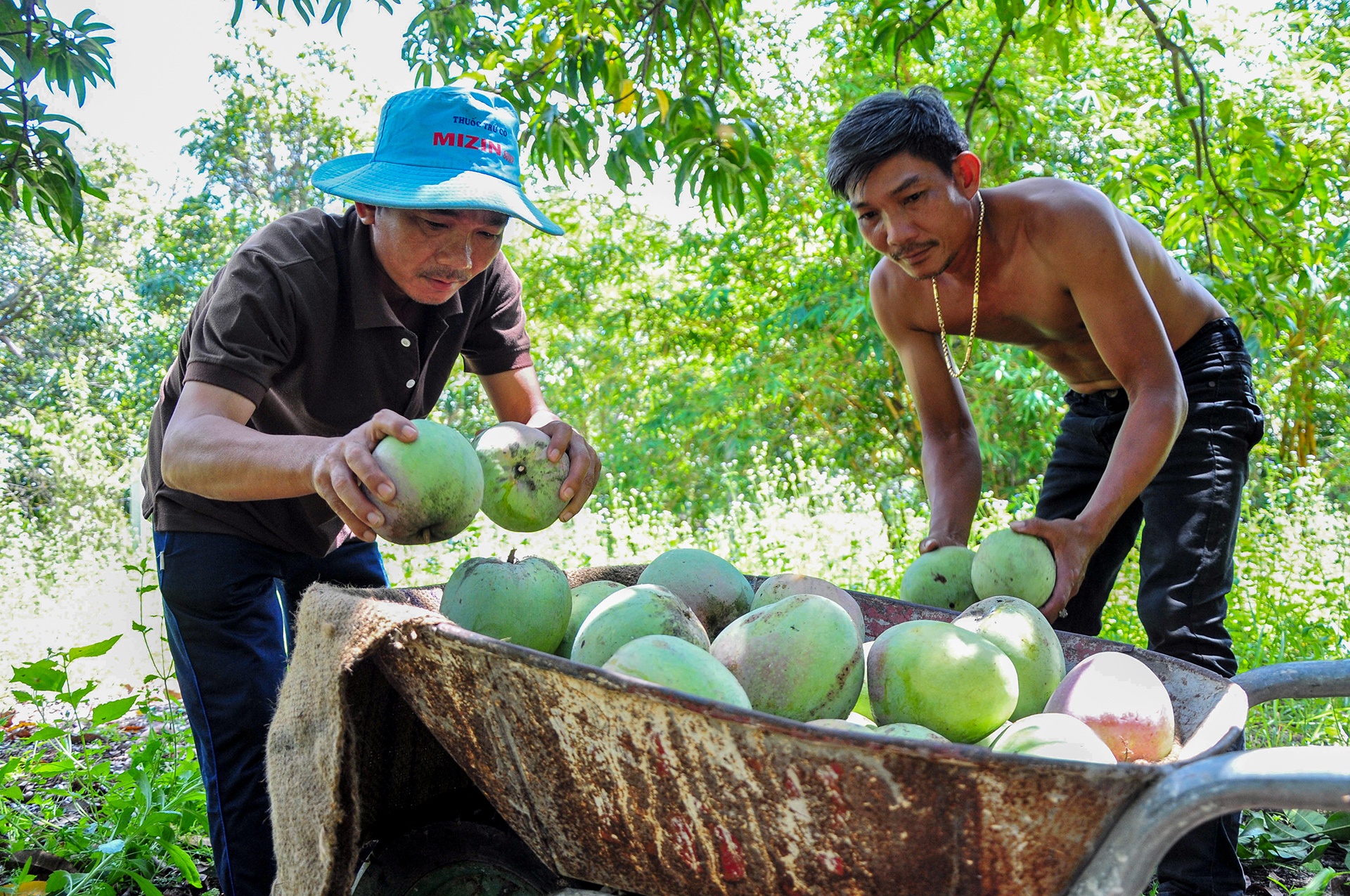 Xoai mat gia,  chi rung day goc o Khanh Hoa anh 6