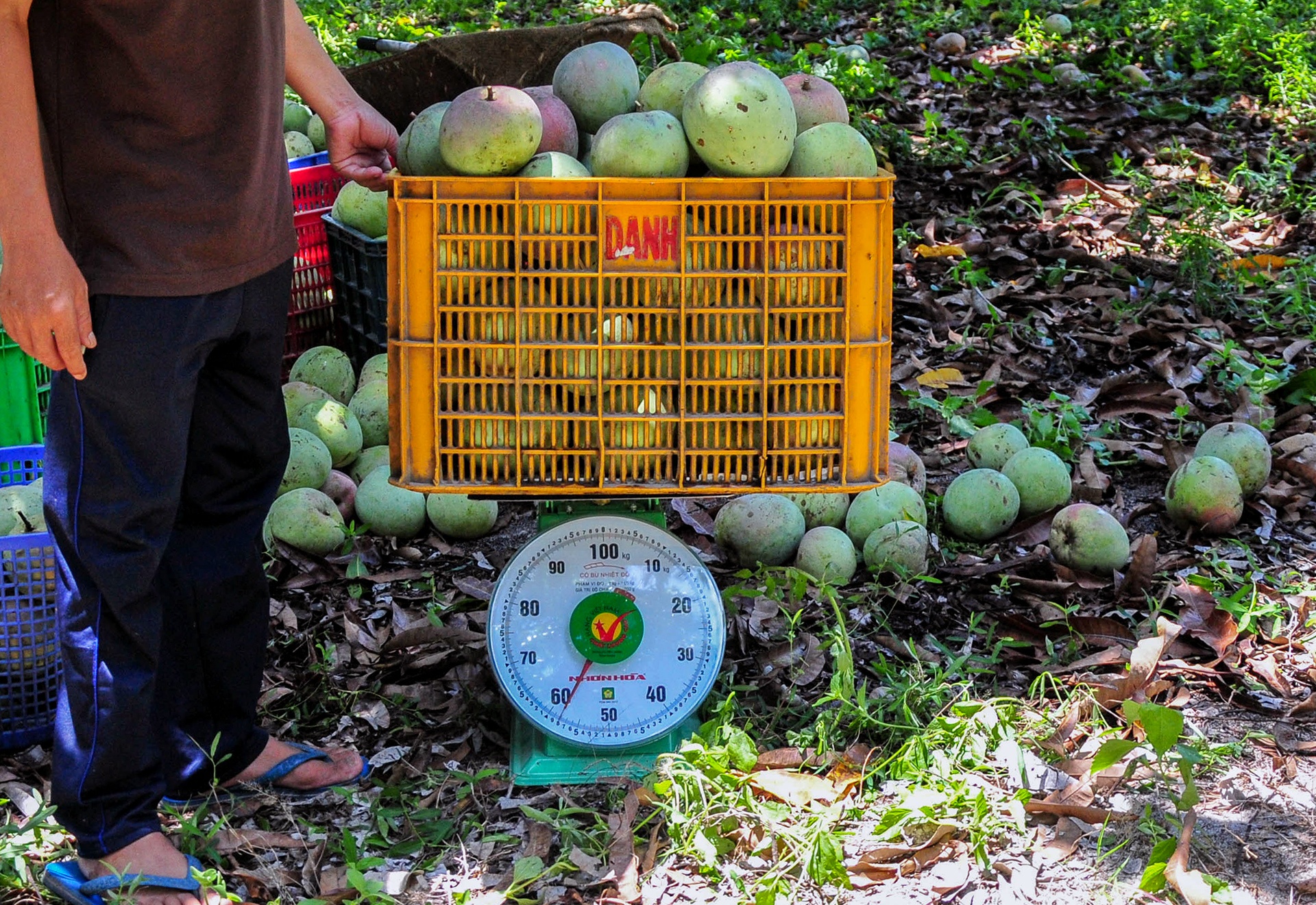 Xoai mat gia,  chi rung day goc o Khanh Hoa anh 2