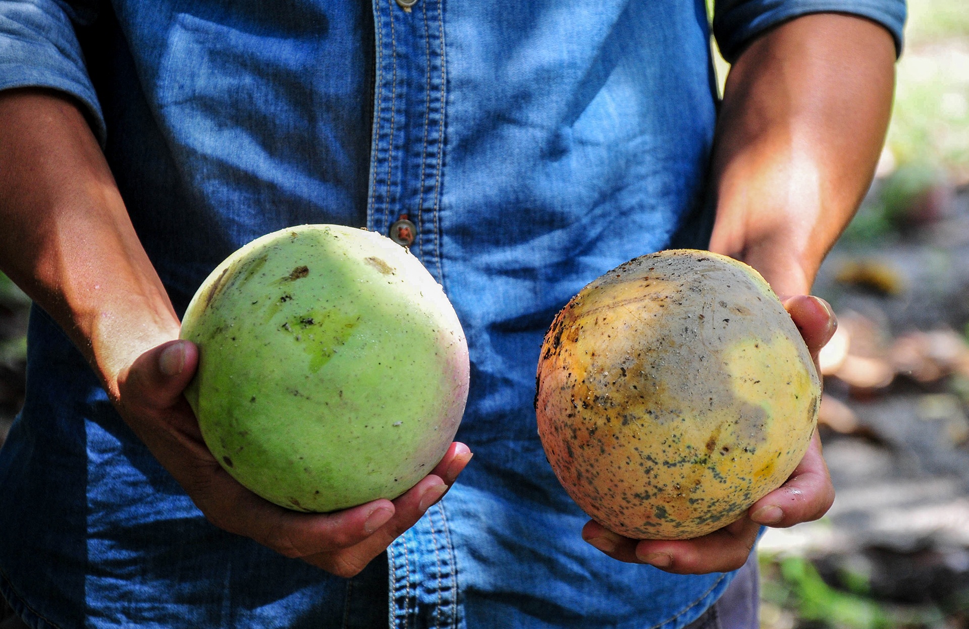 Xoai mat gia,  chi rung day goc o Khanh Hoa anh 5