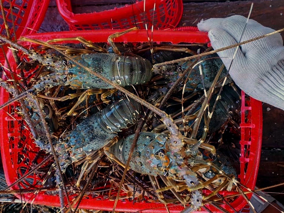 Gia tom hum tang manh, nguoi nuoi do xo mo rong dien tich hinh anh