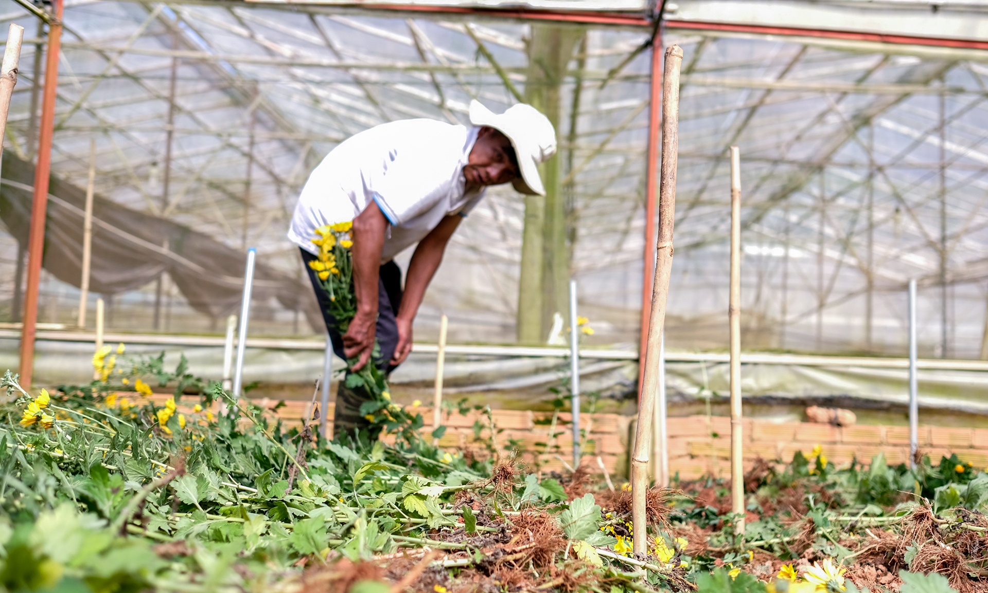 Gia hoa Da Lat giam manh, nguoi trong nho bo hang loat hinh anh