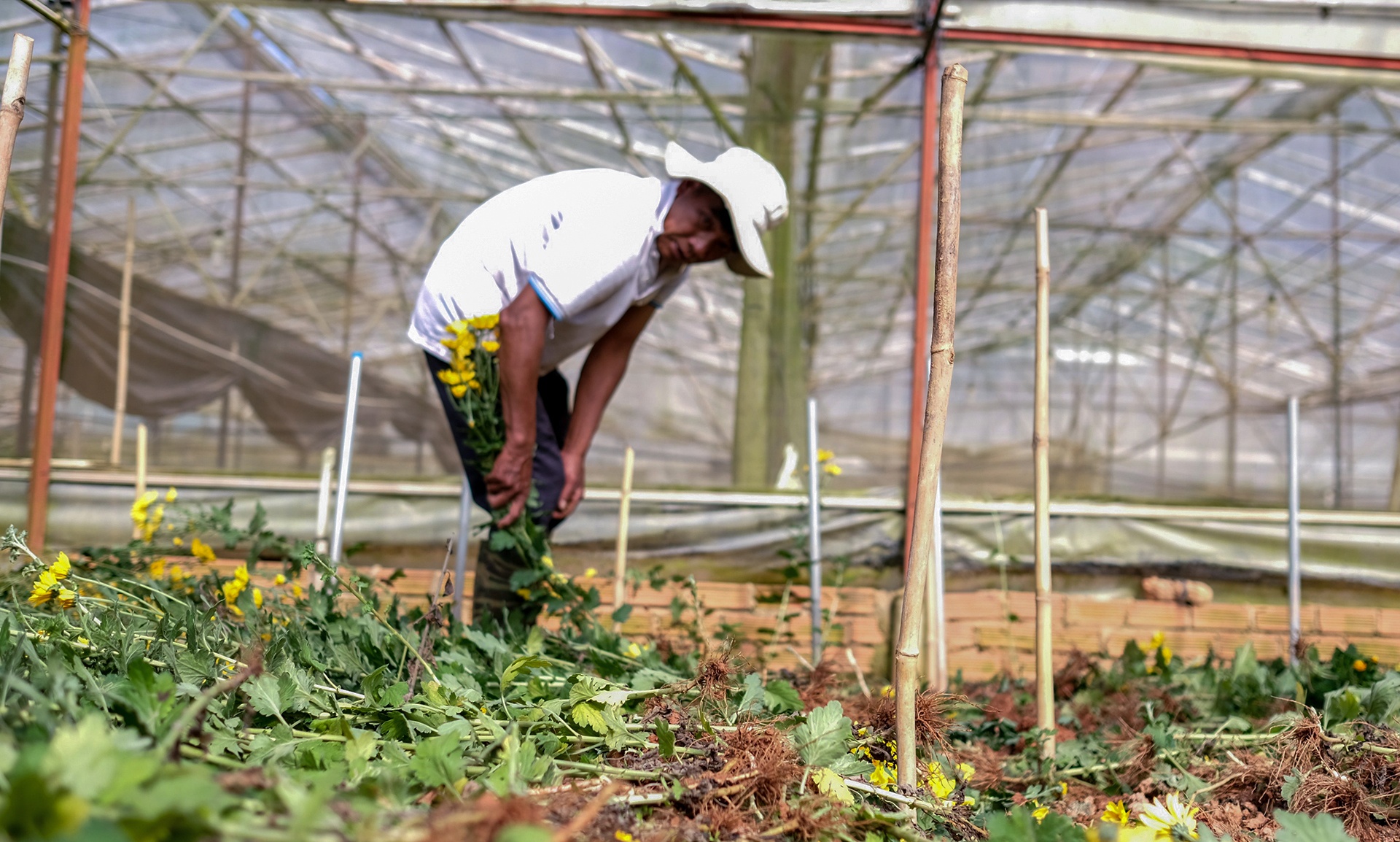Nong dan Da Lat nho bo hoa anh 1