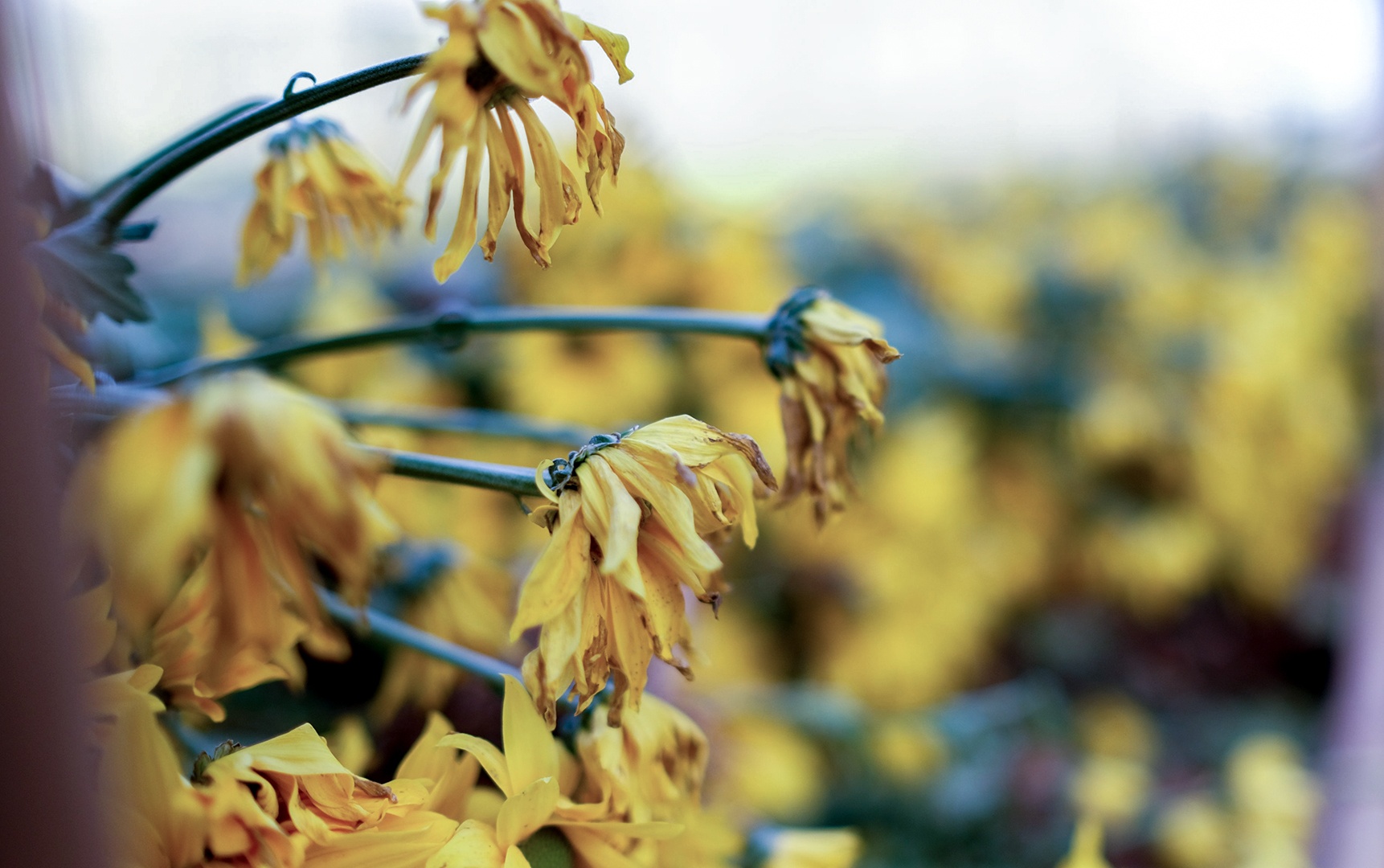 Nong dan Da Lat nho bo hoa anh 9