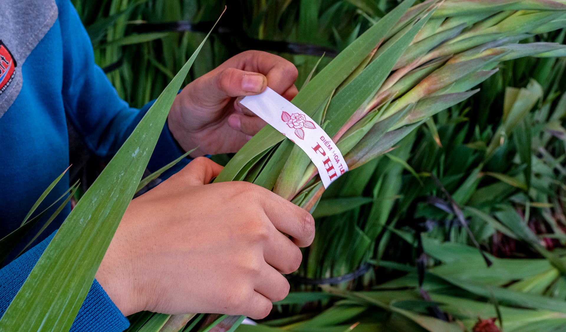 Nong dan Da Lat nho bo hoa anh 7