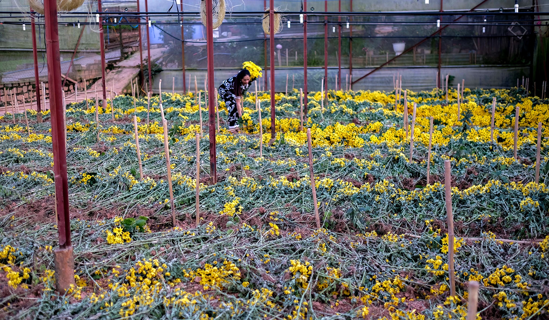 Hoa Da Lat rot gia the tham anh 2