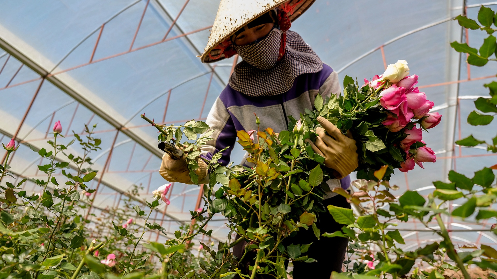 Nong dan Da Lat nho bo hoa anh 8