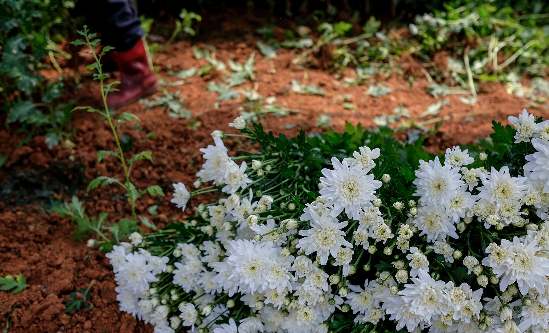 Nong dan Da Lat nho bo hoa anh 5