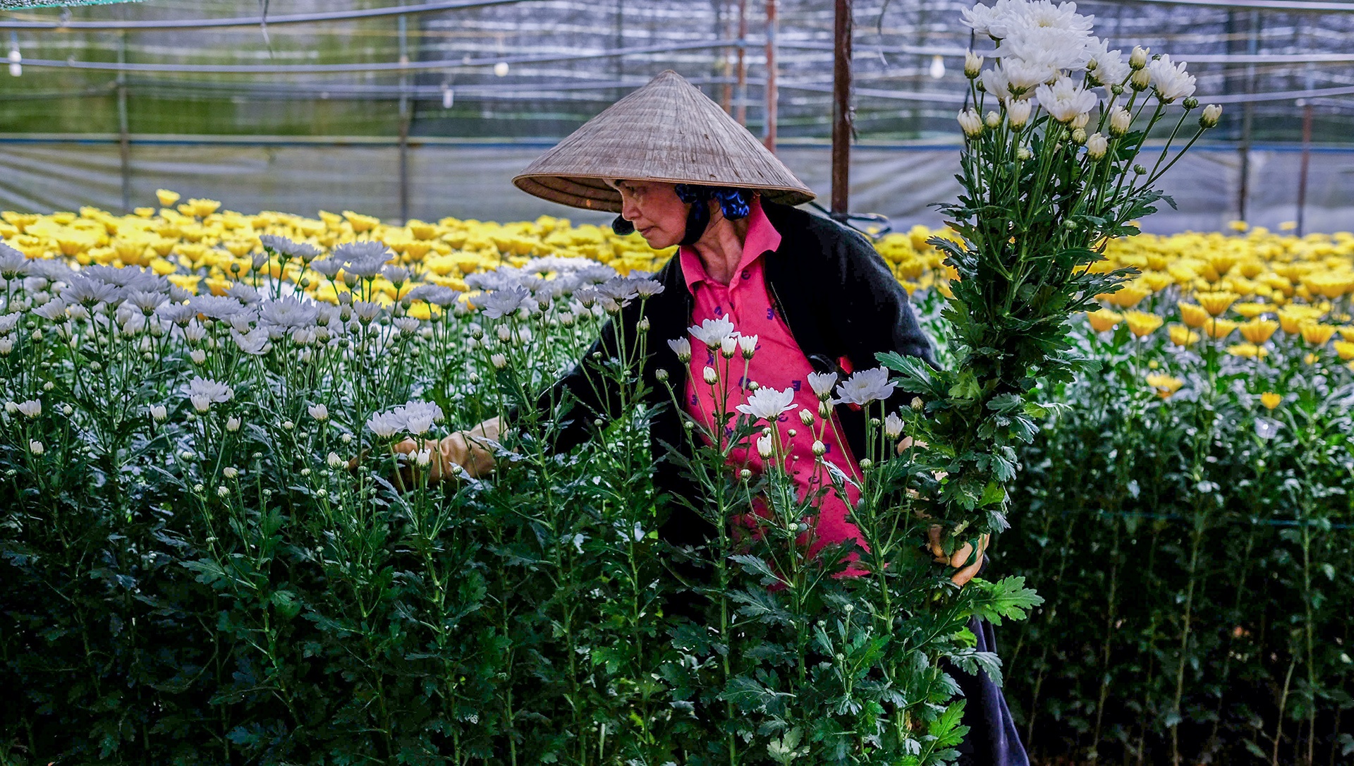 Hoa Da Lat rot gia the tham anh 3