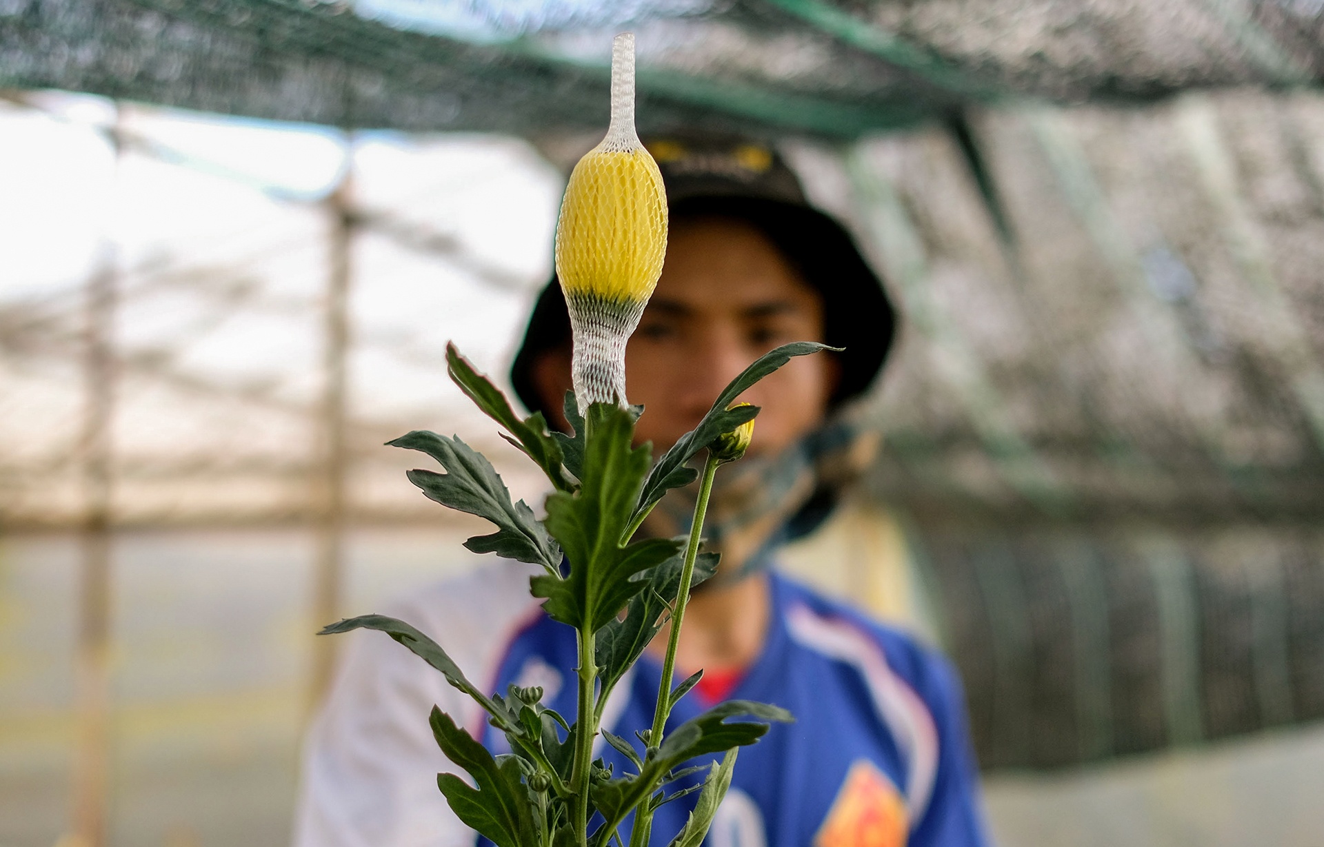 Nong dan Da Lat nho bo hoa anh 6