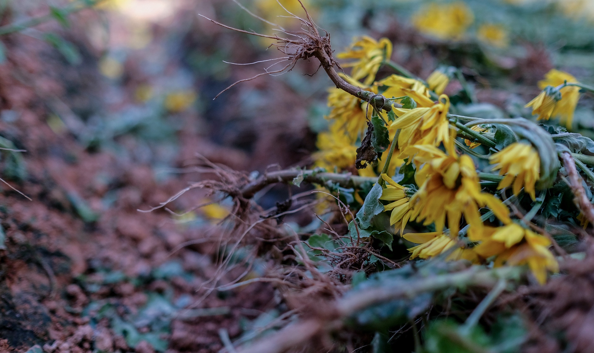 Nong dan Da Lat nho bo hoa anh 2