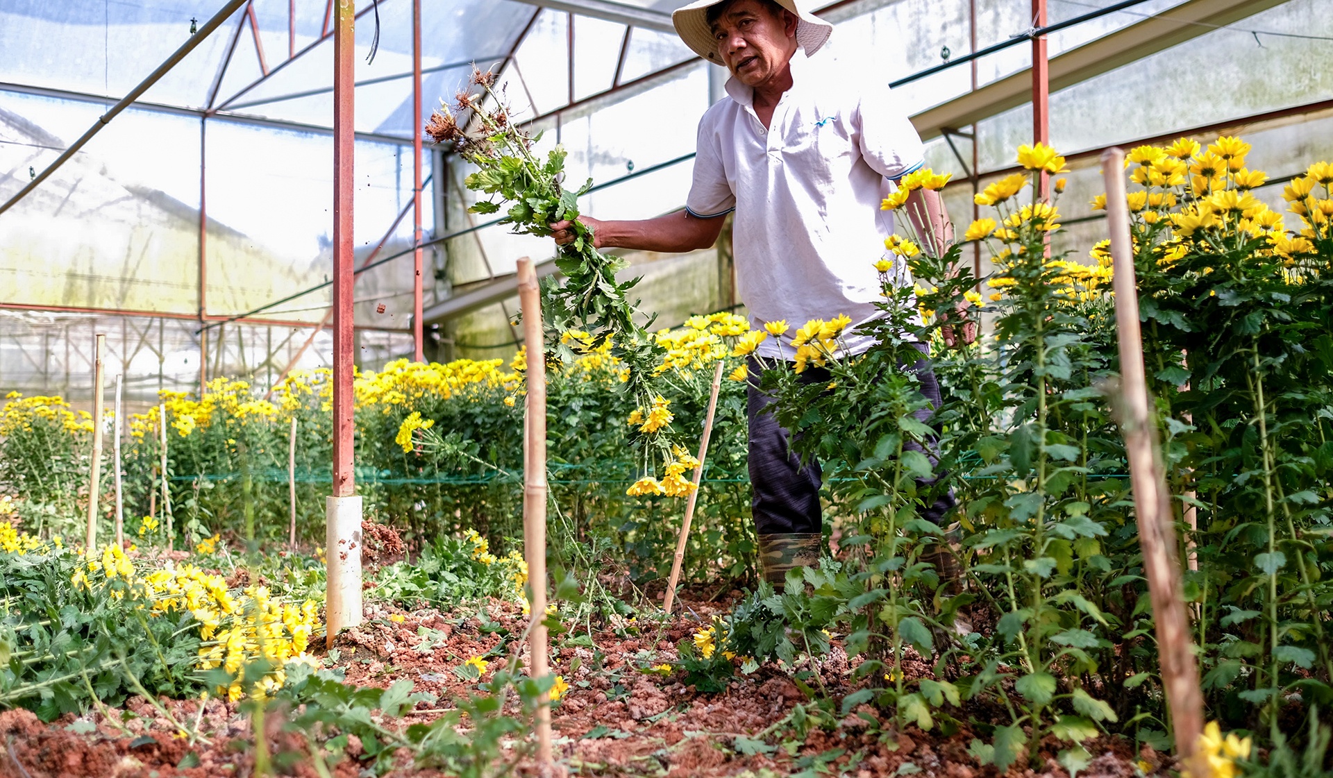 Hoa Da Lat rot gia the tham anh 1
