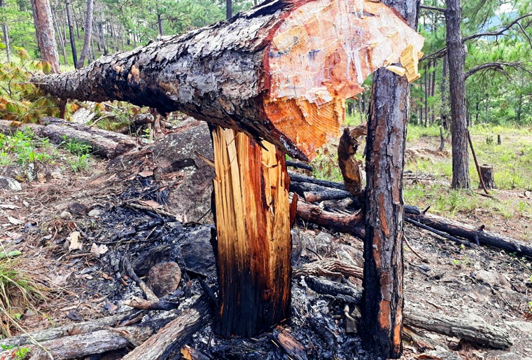 Lam Dong thu hoi mot du an san golf, biet thu nghi duong tren dat rung hinh anh