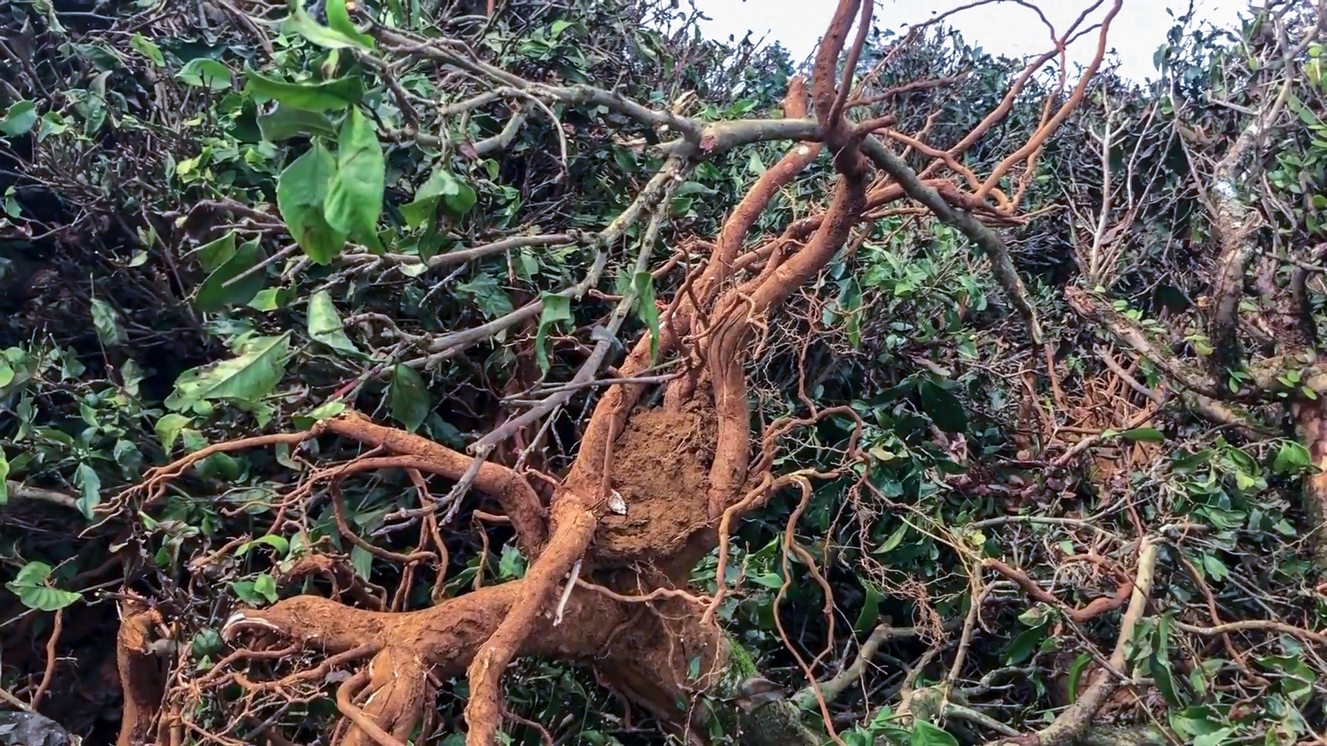 du an ma o Bao Loc anh 6