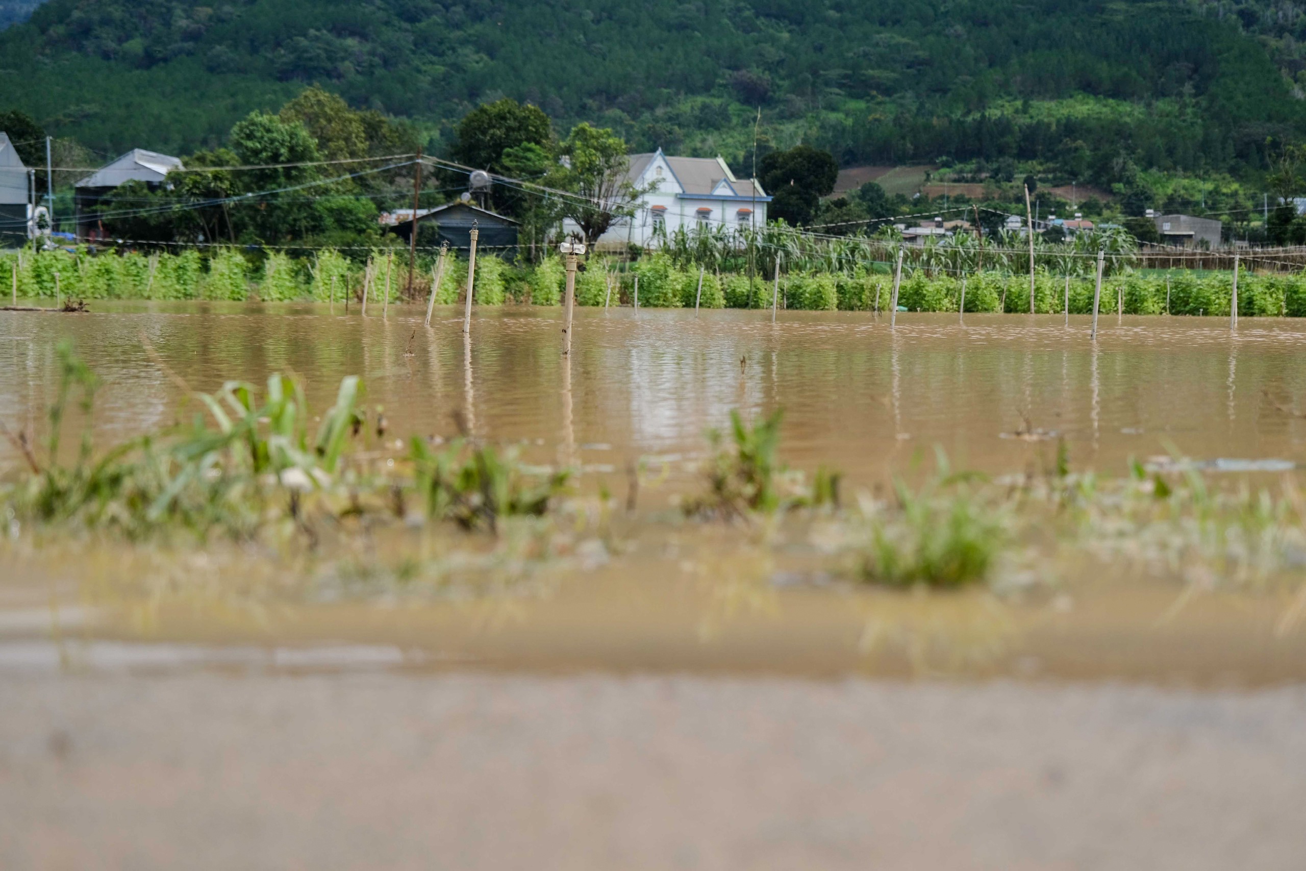 Da Lat ngap nang anh 4