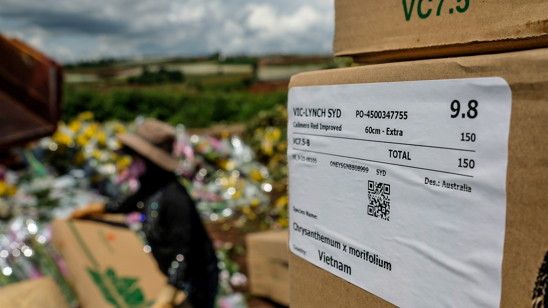 Hoa Da Lat do bo anh 5