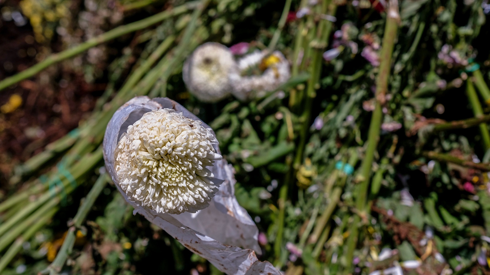 Hoa Da Lat do bo anh 4