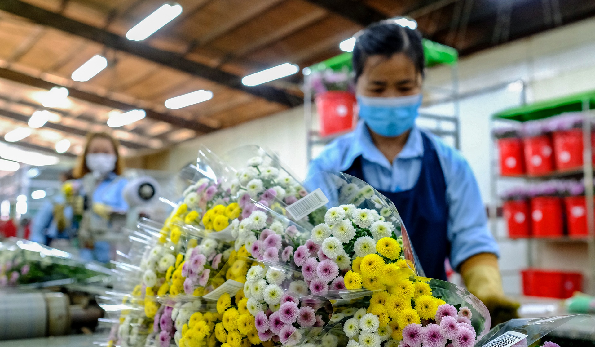 Hoa Da Lat do bo anh 8