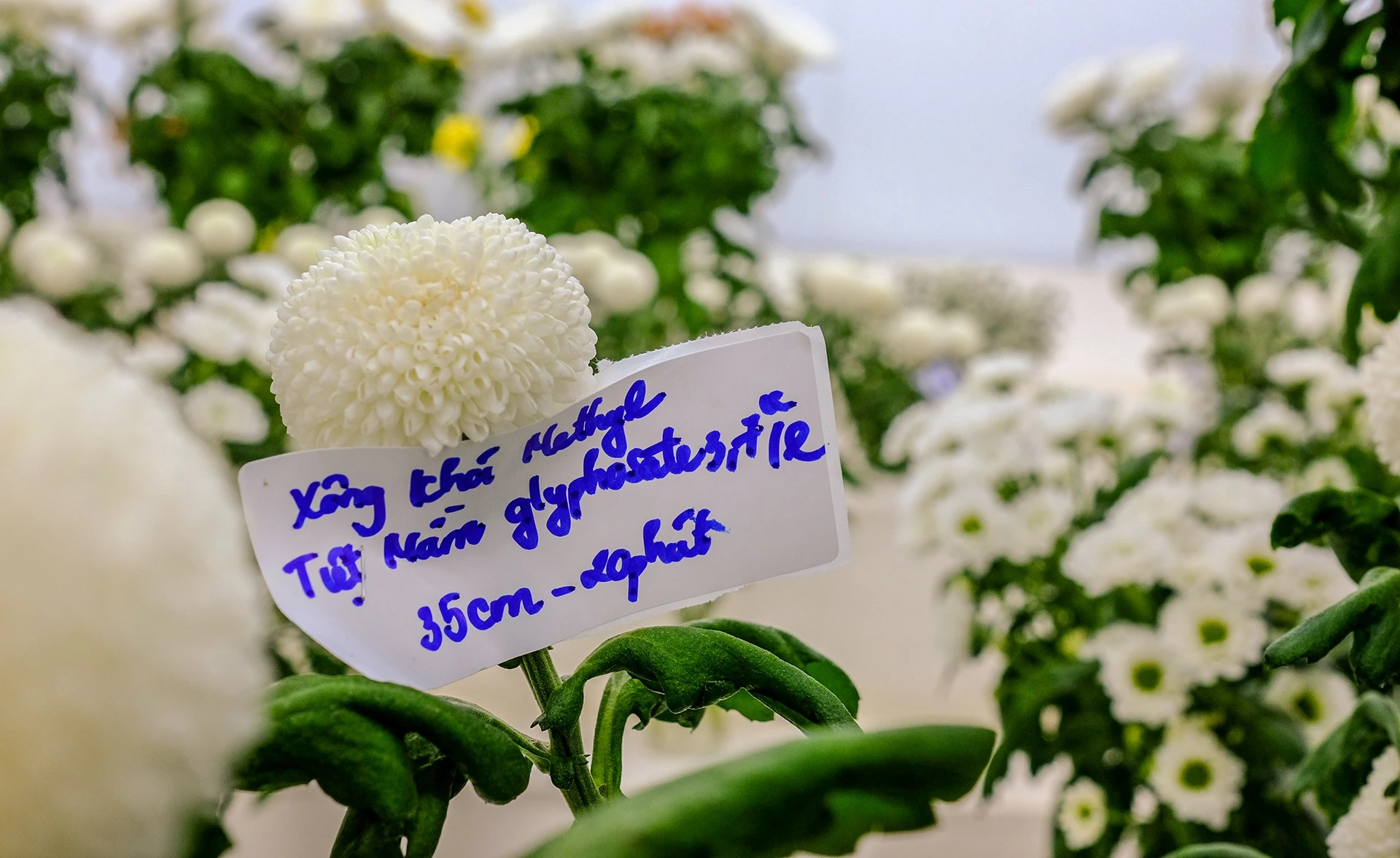 Hoa Da Lat do bo anh 9